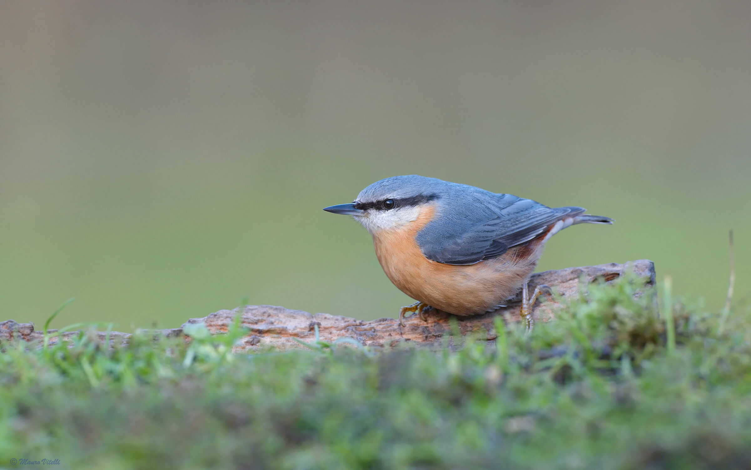 Nuthatch (European Stonecreeper)