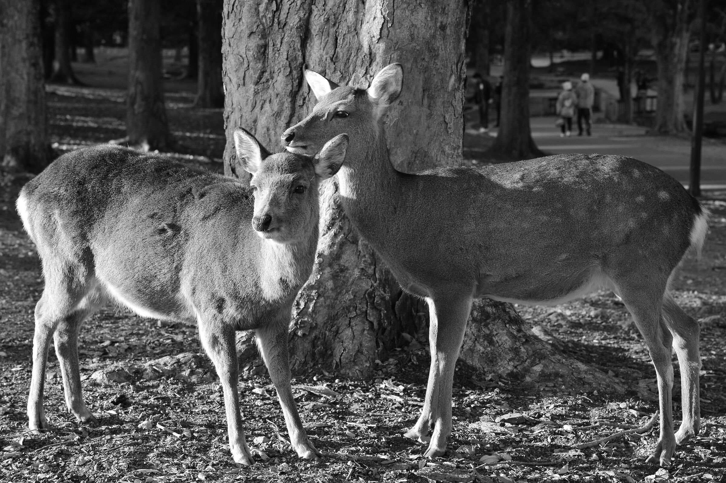 Nara Park
