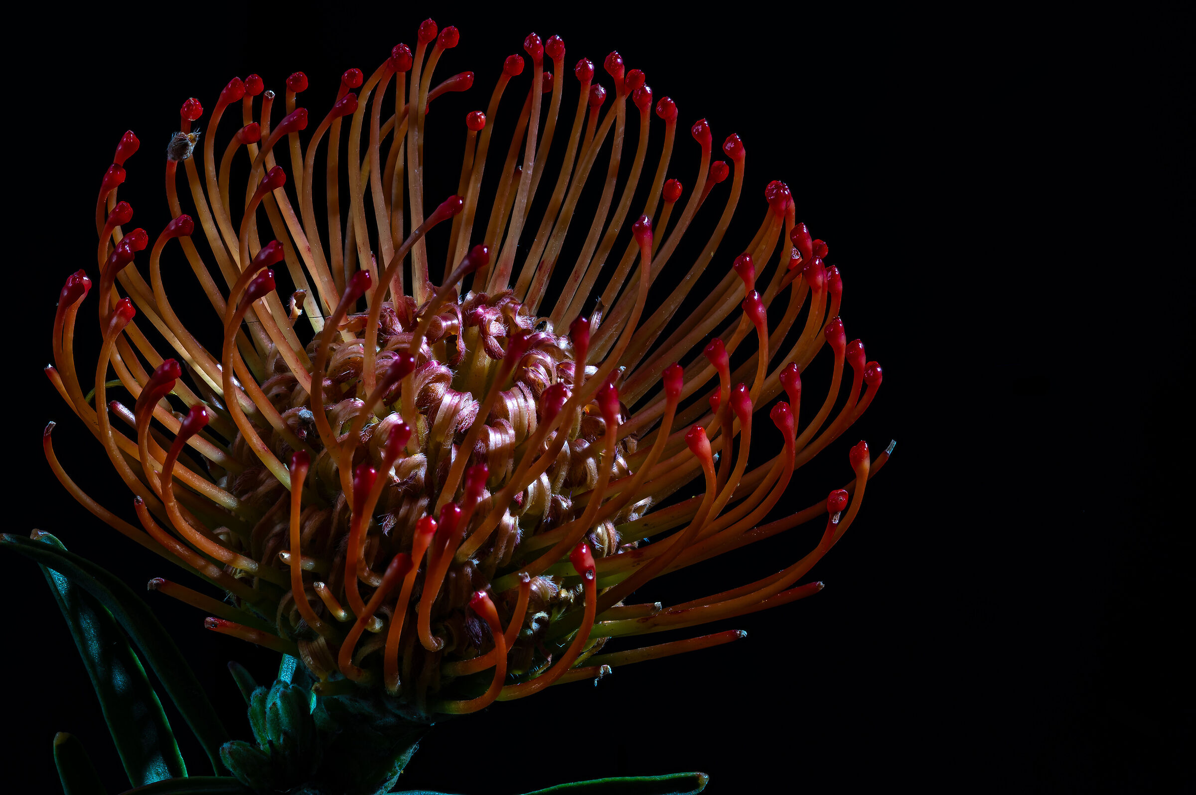 Leucospermum cordifolium