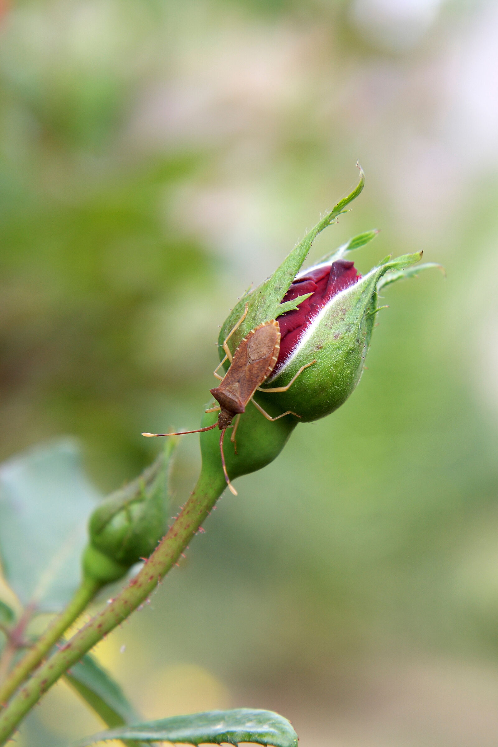 "I feel like a tingle...."