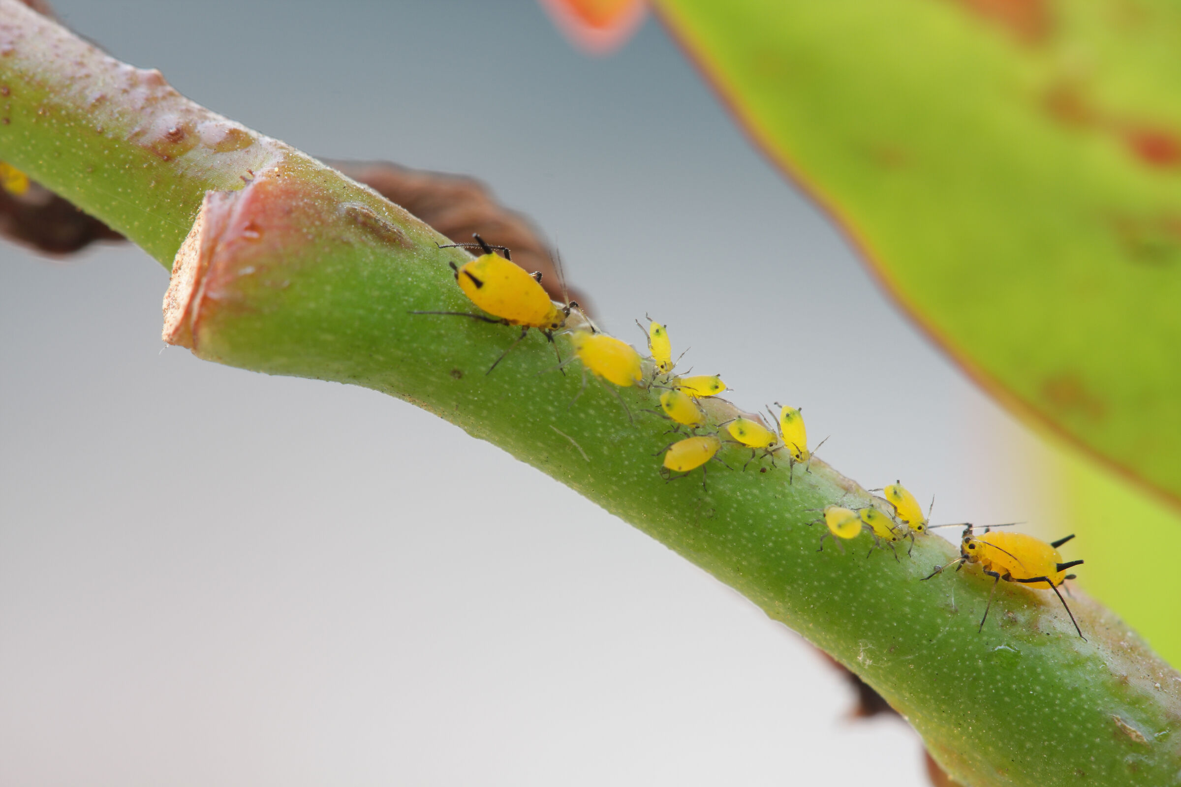 "If you move from here we will inflate you!"