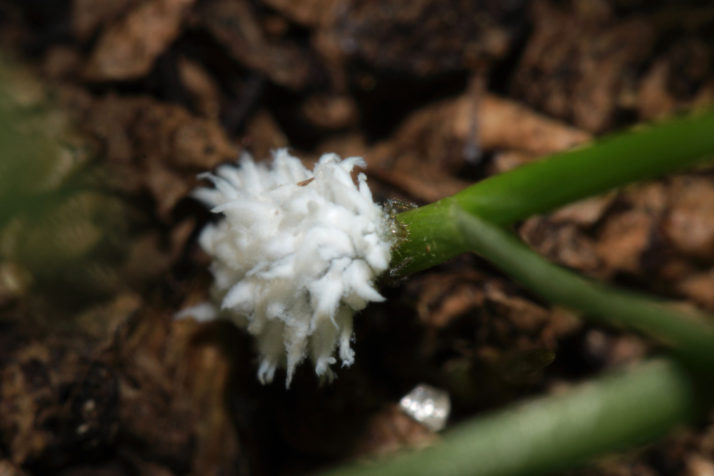 "I feel like a fluff, but what am I?"