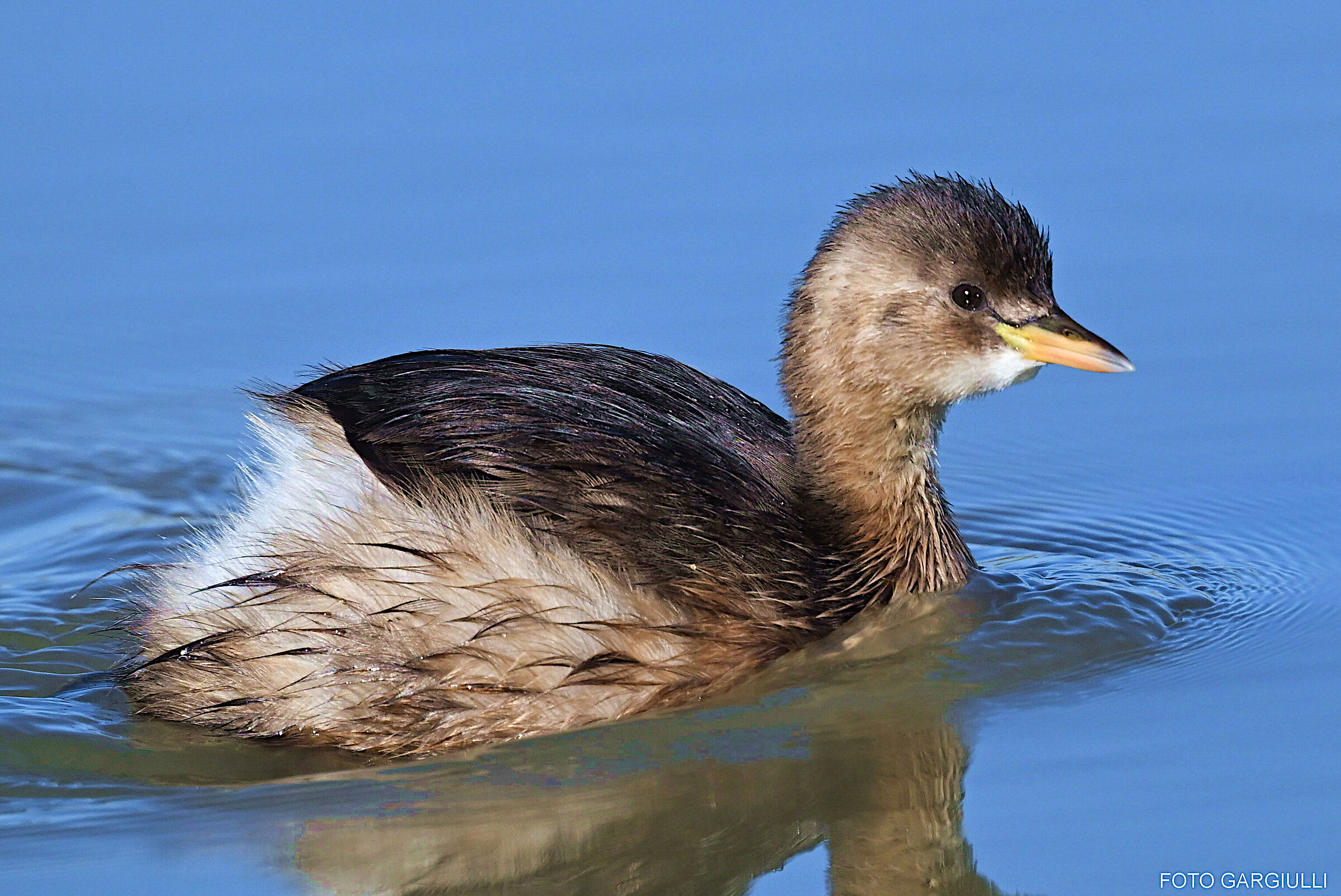 Dabchick