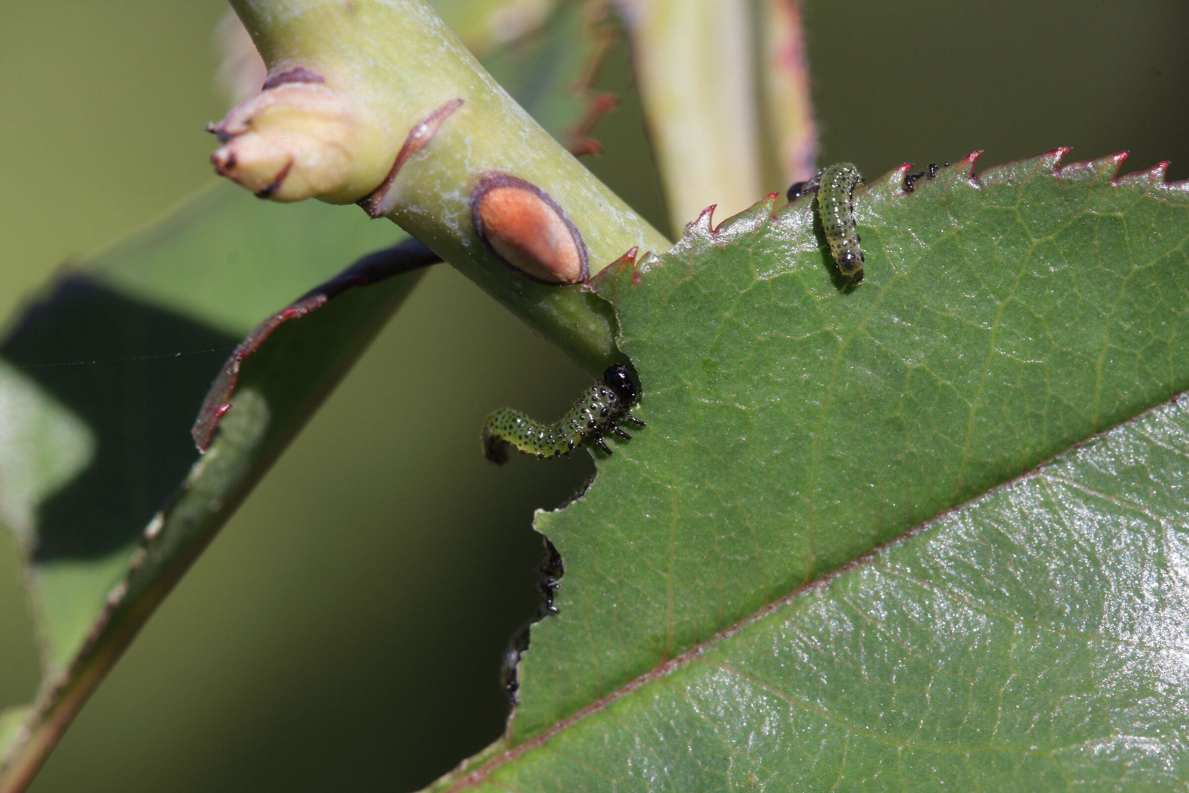 "It's feeding time!"