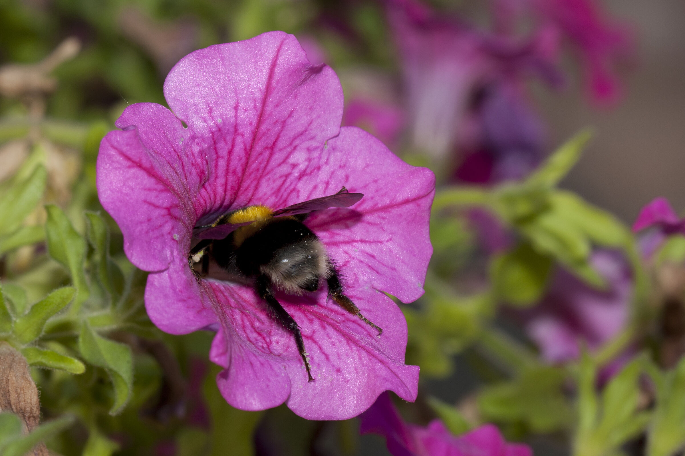 "Who helps me succeed?!"