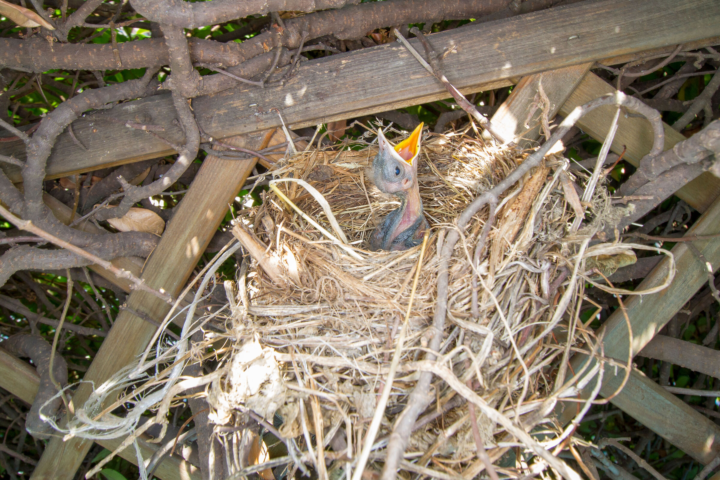 "I'm hungry! Is there no one?"