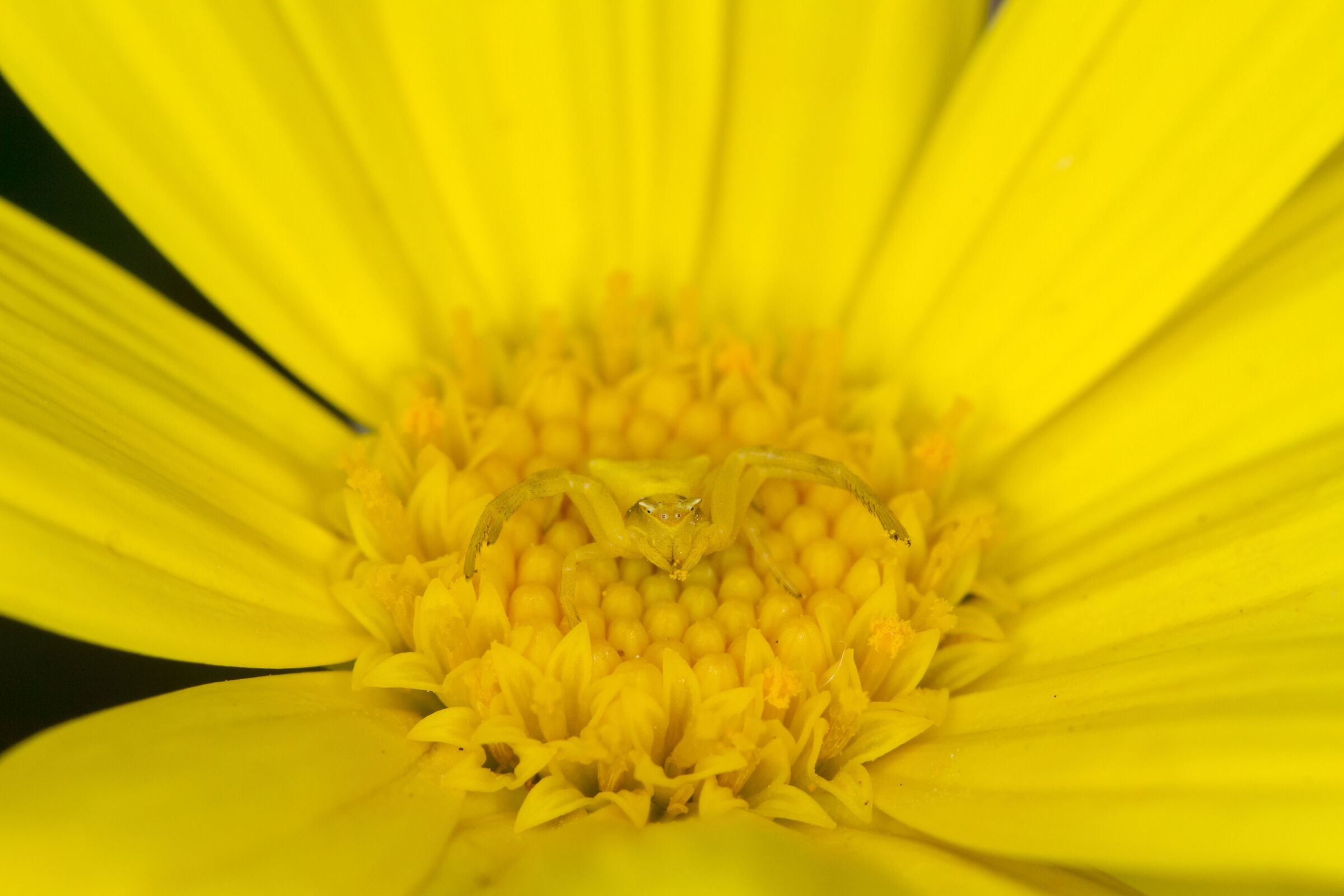 "Don't look at me or they'll find me out!"