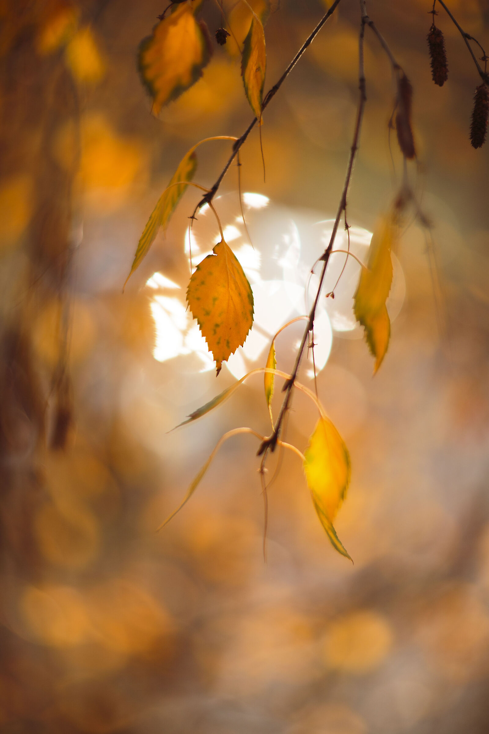 Last rays of autumn