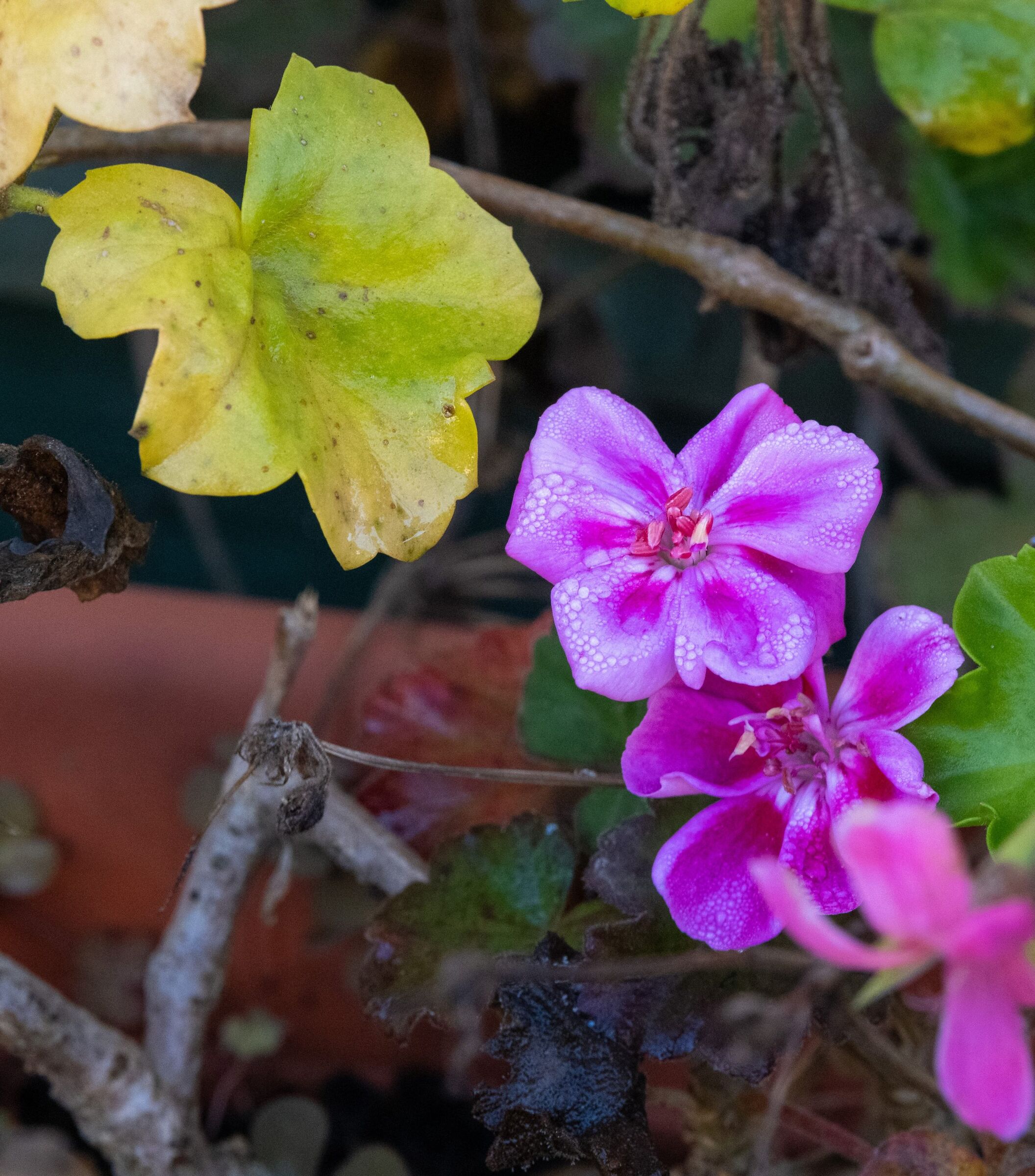 Remnants of summer