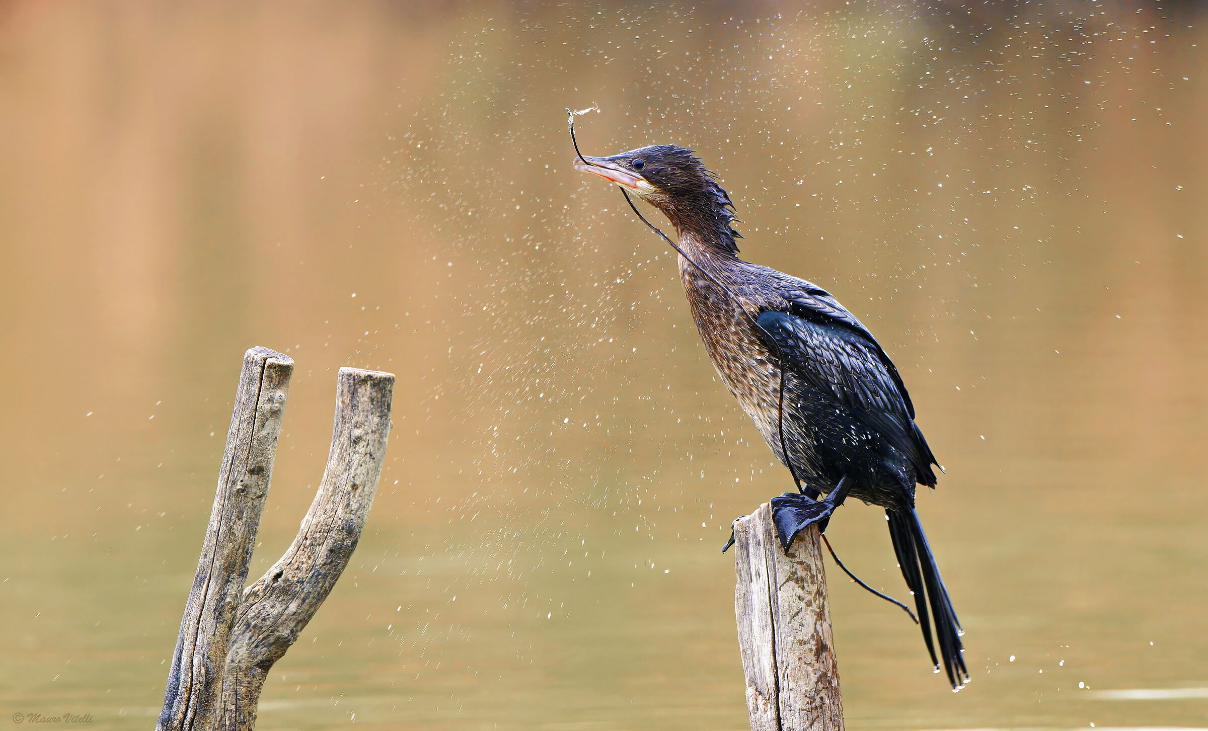 Cormorant (Microcarbo pygmeus)