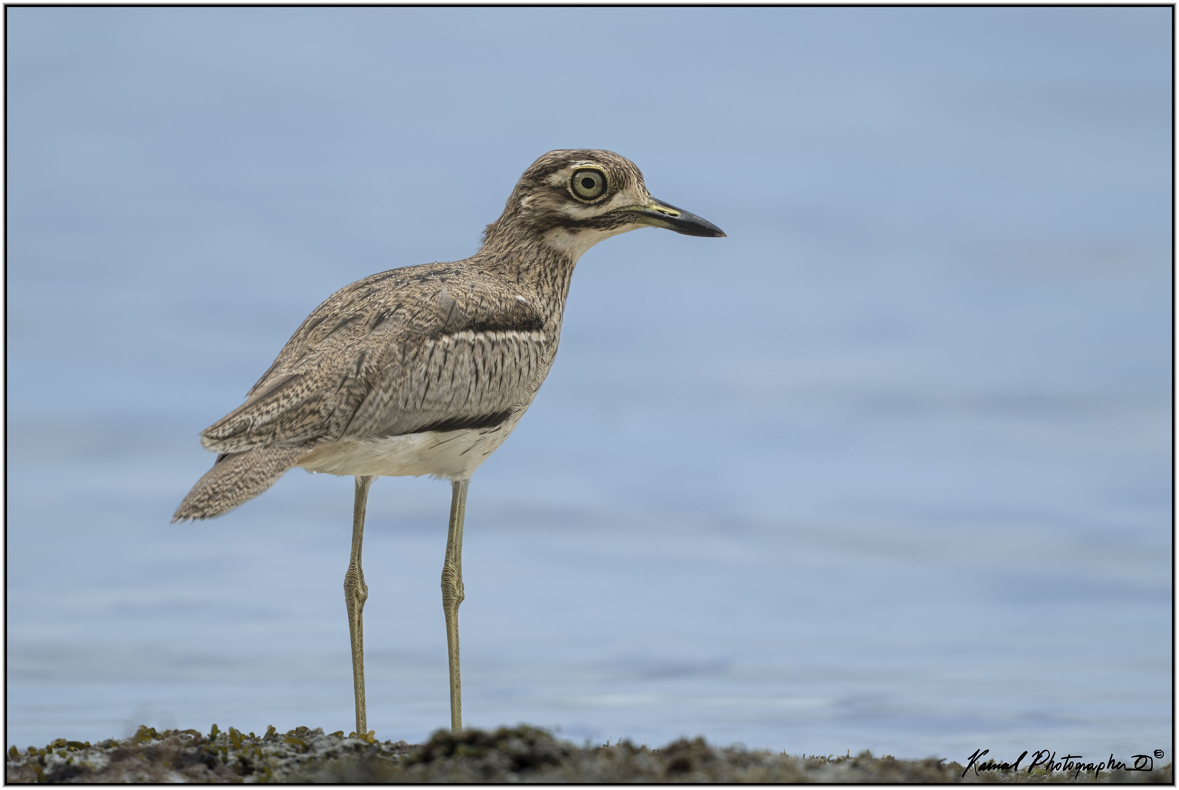 Dipper's curlew
