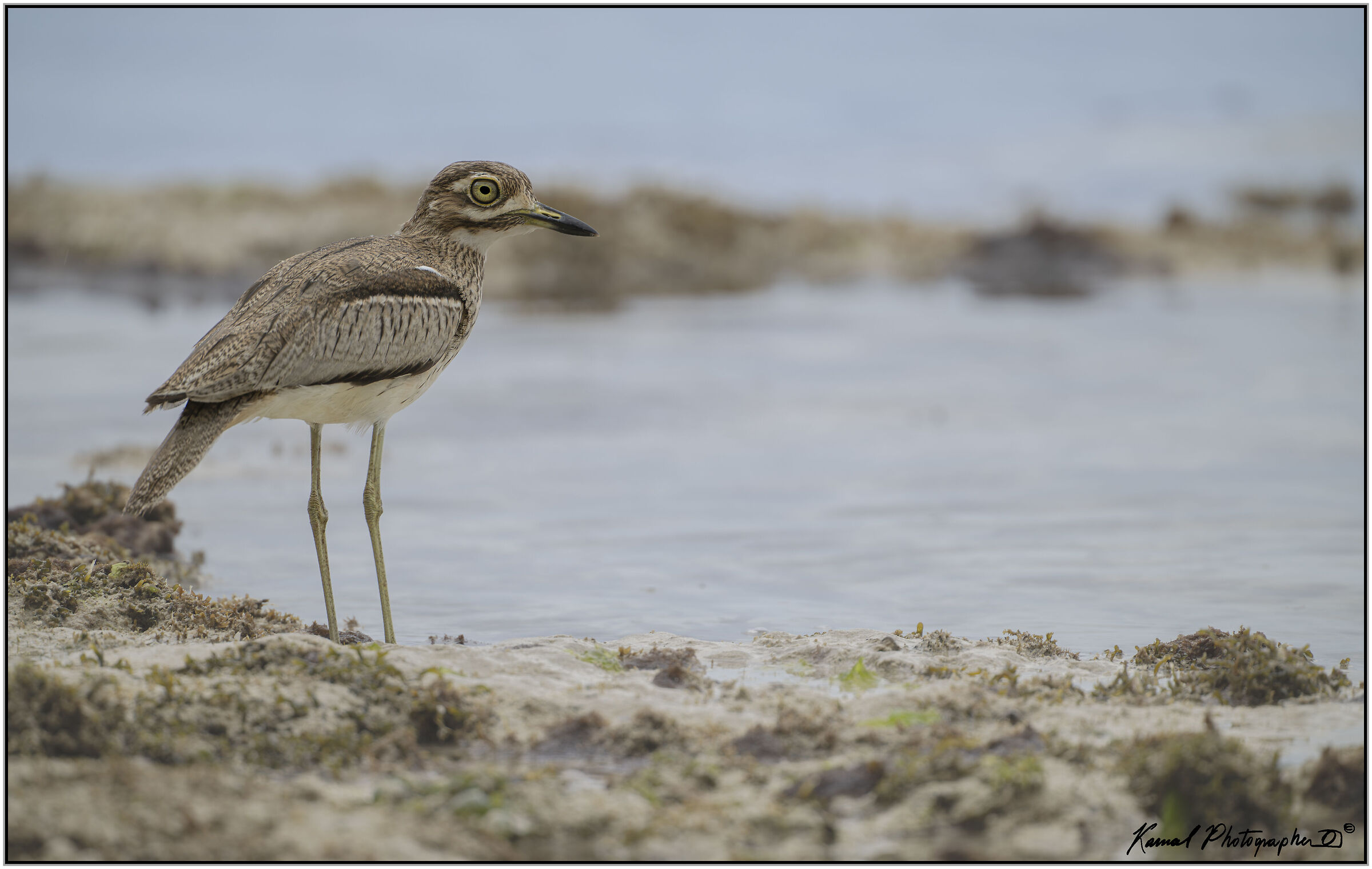 Dipper's curlew