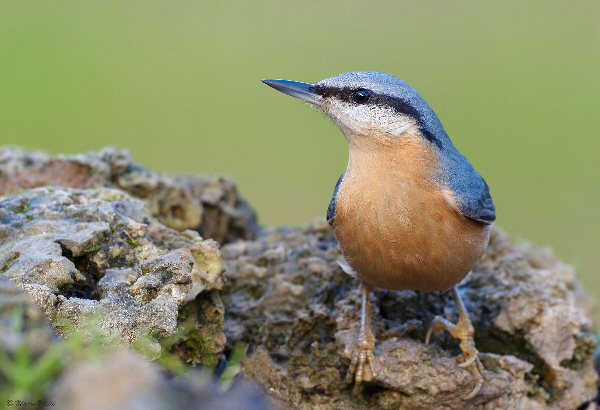 Nuthatch (European Stonecreeper)
