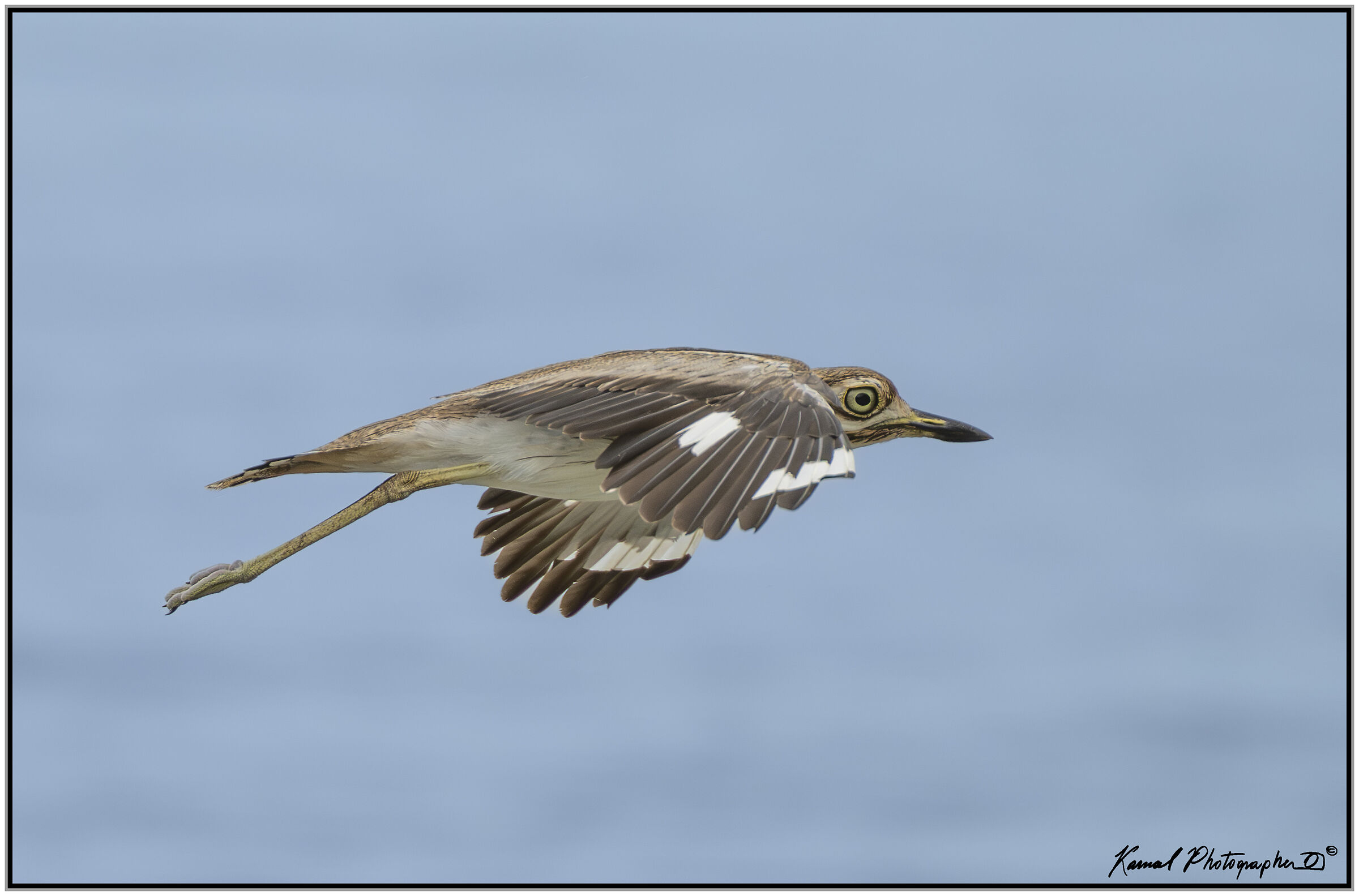 Dipper's curlew