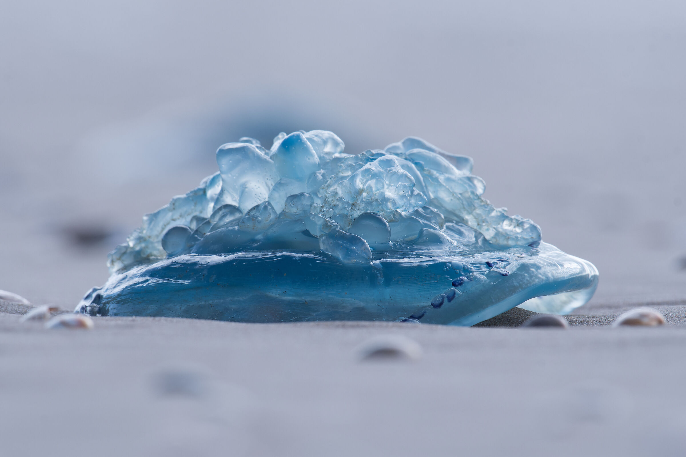 Like an iceberg on the beach
