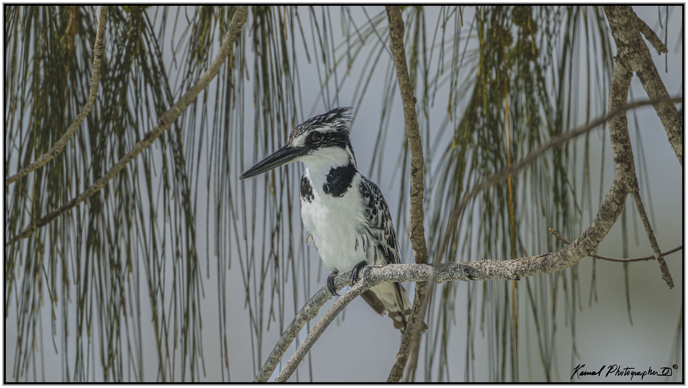 Pied kingfisher (Ceryle rudis)