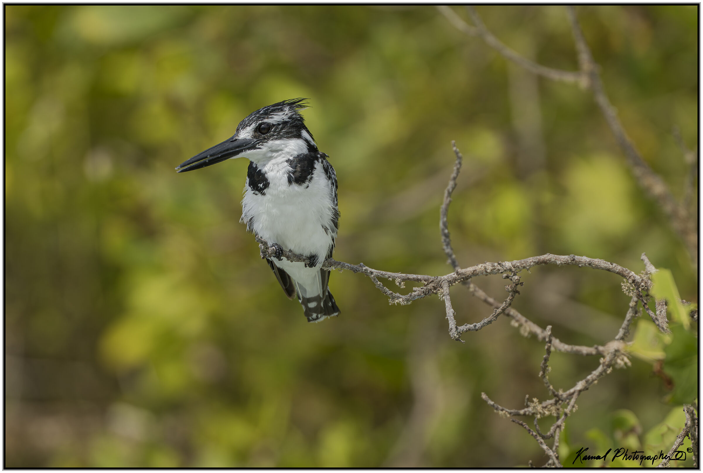 Pied kingfisher (Ceryle rudis)