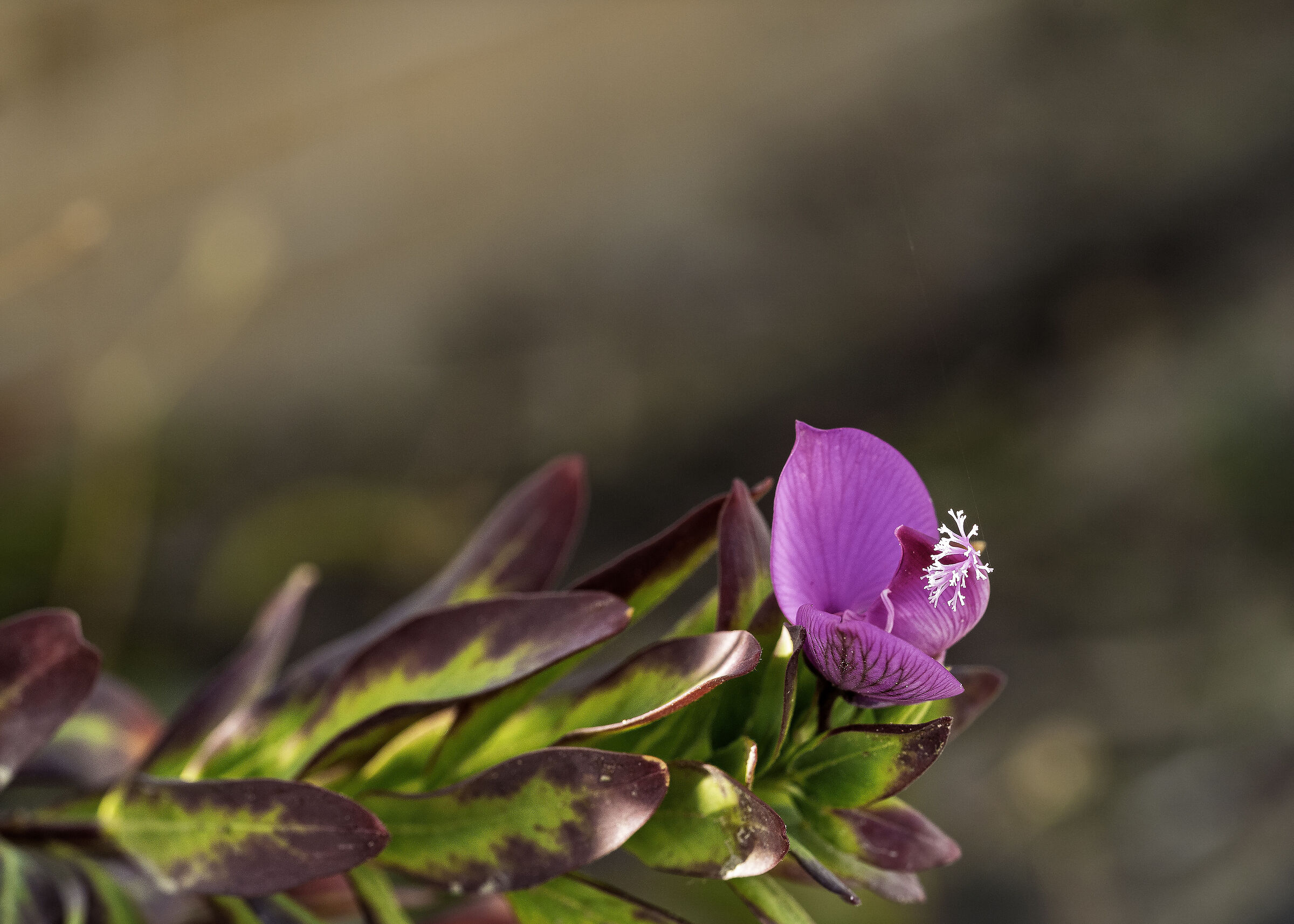 A pink flower, for you...