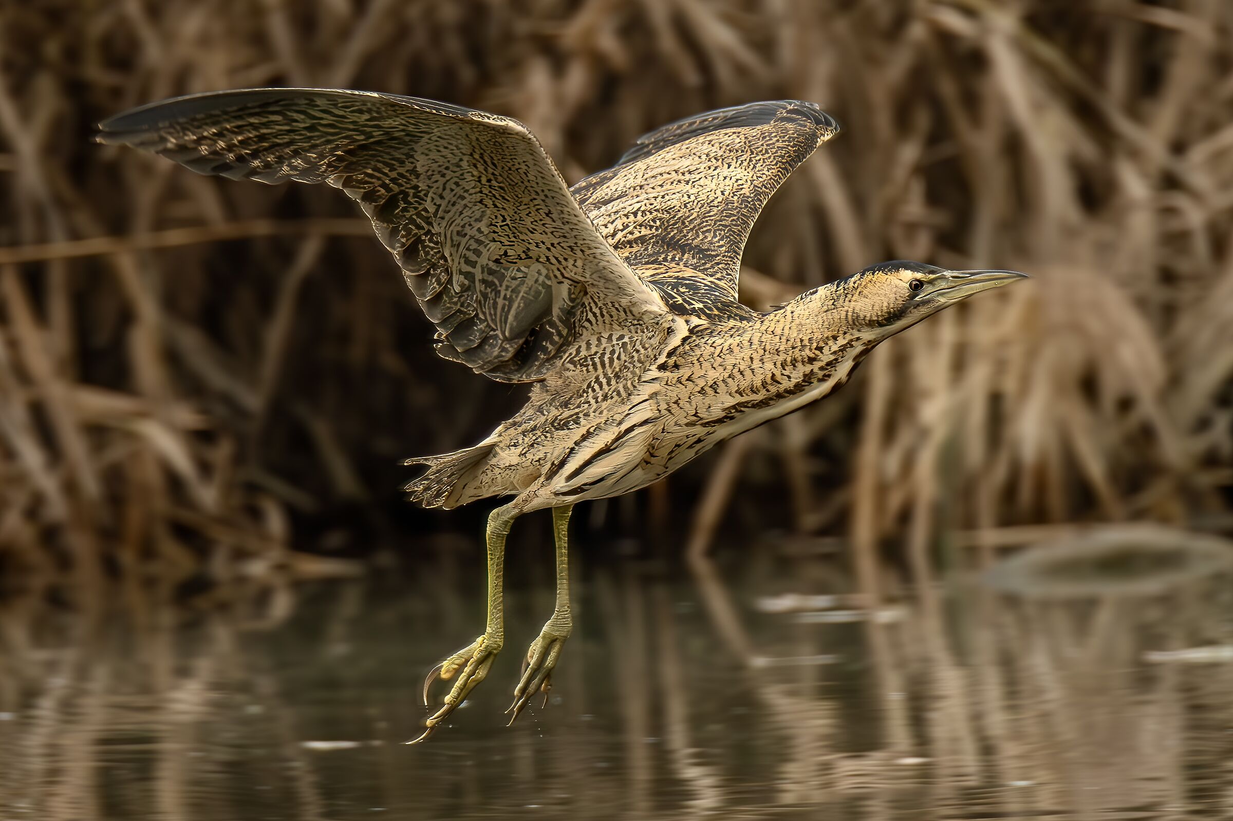 Bittern