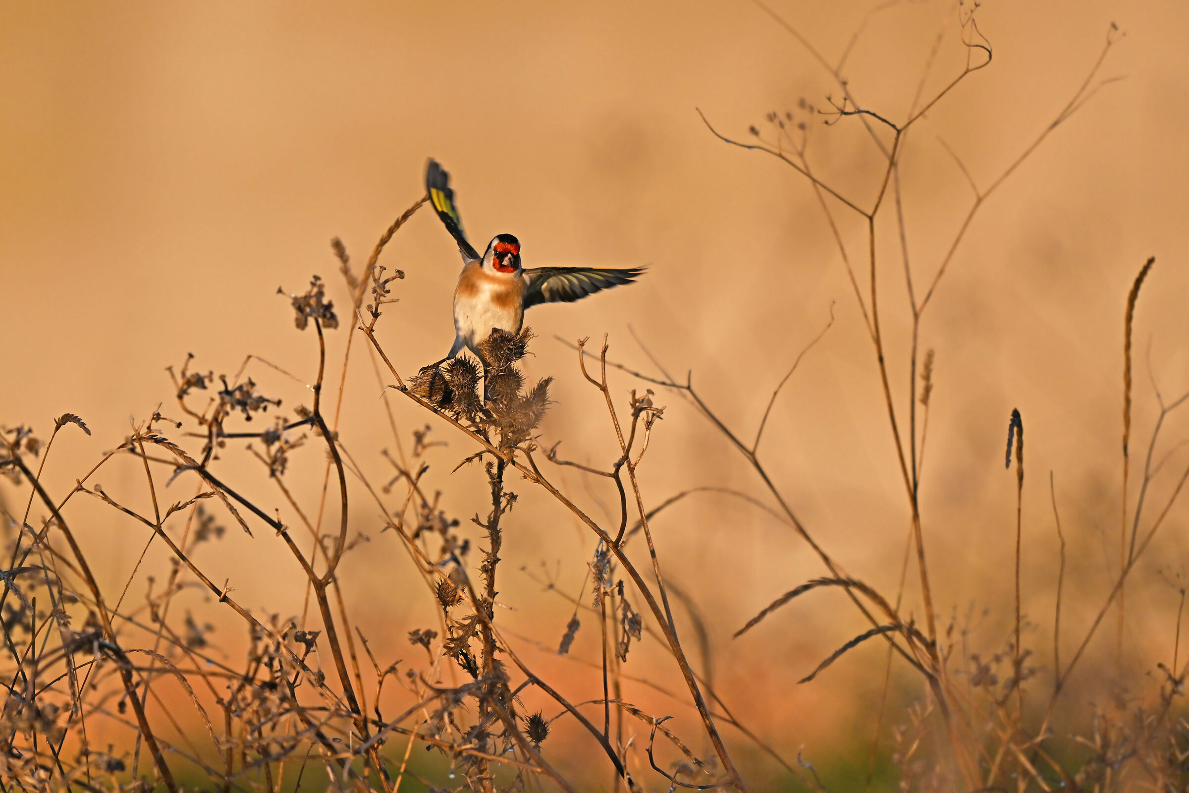 Feather Stories 7 (Goldfinch)