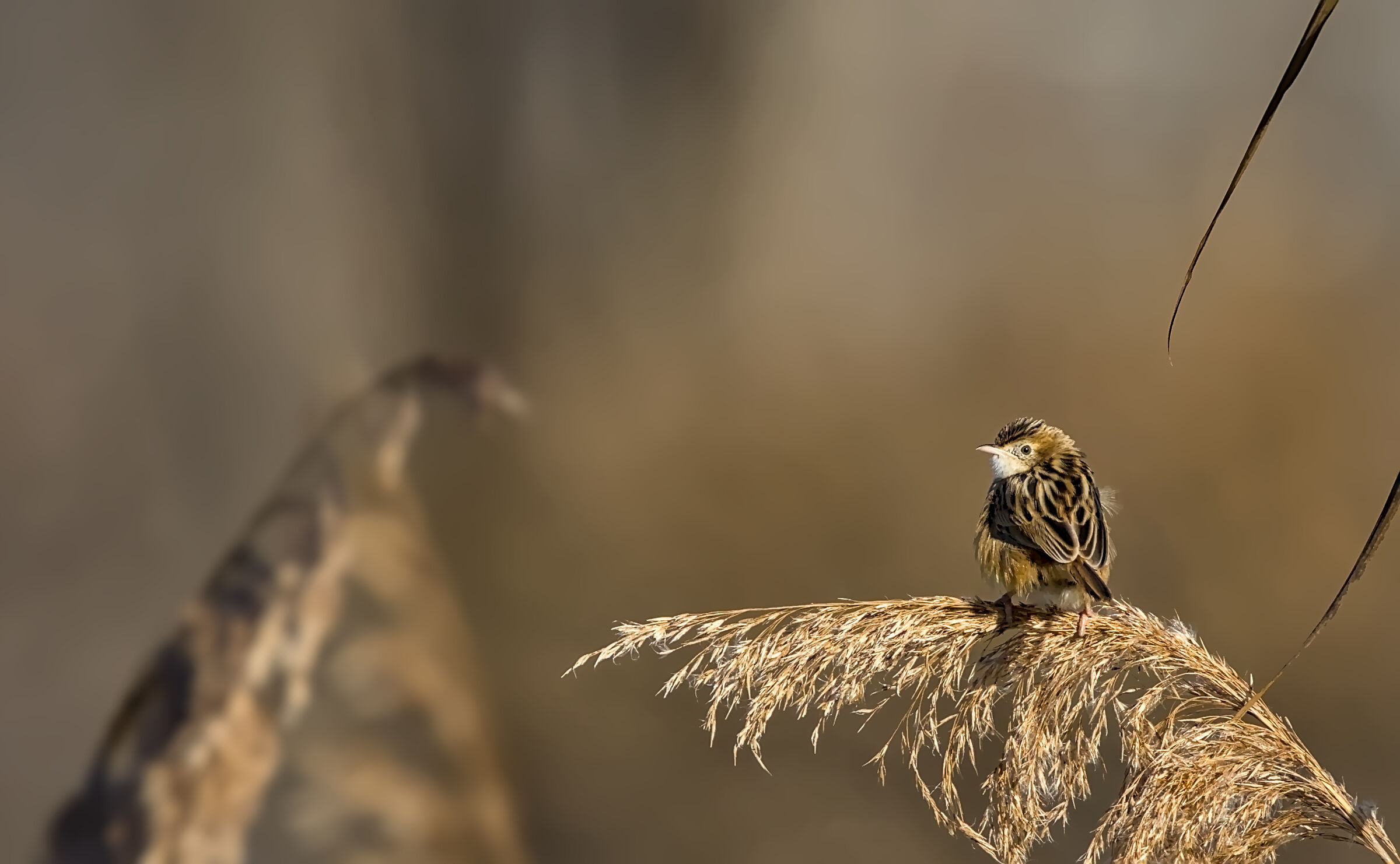 Snipe