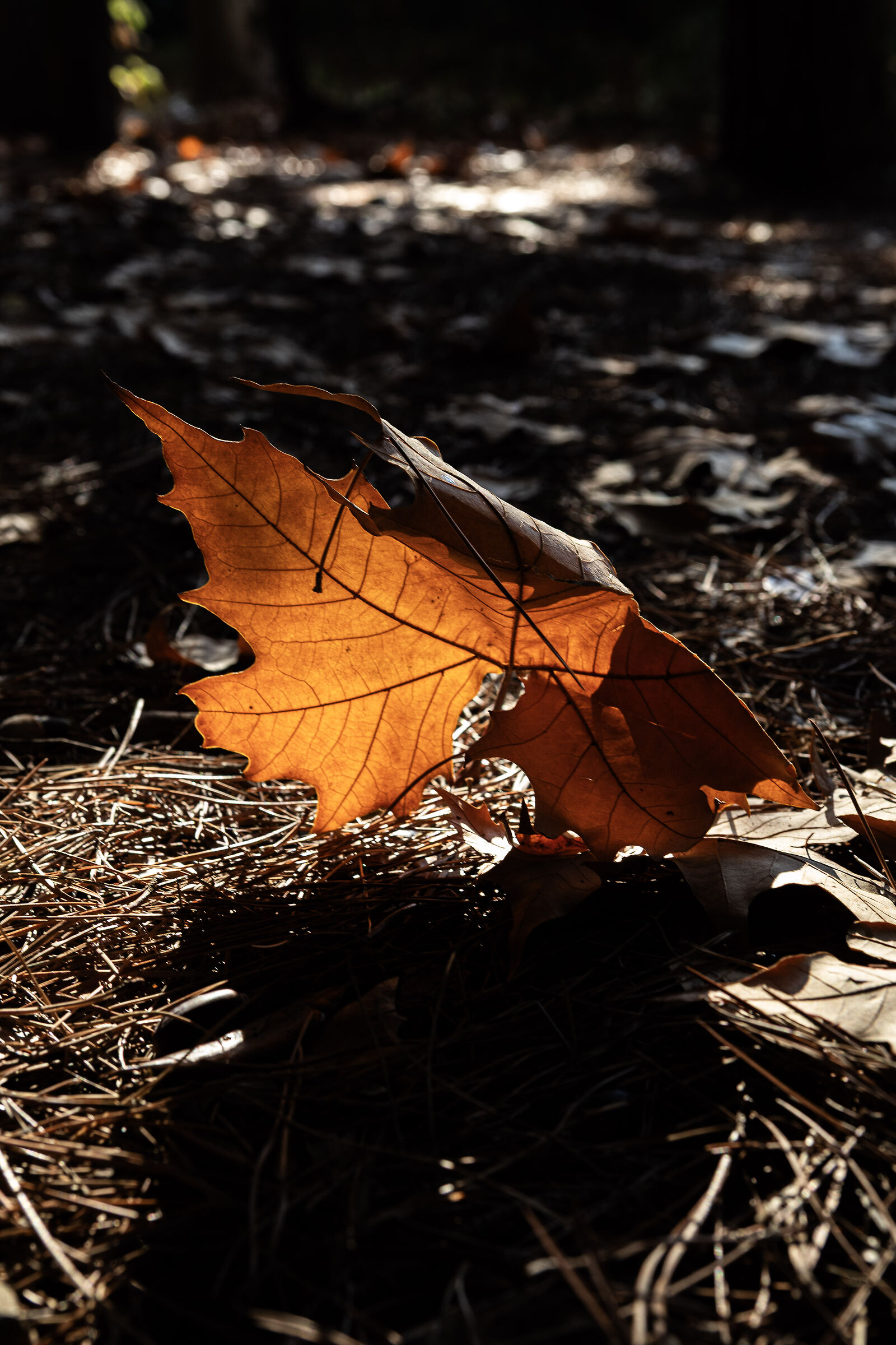 Autumn colors.