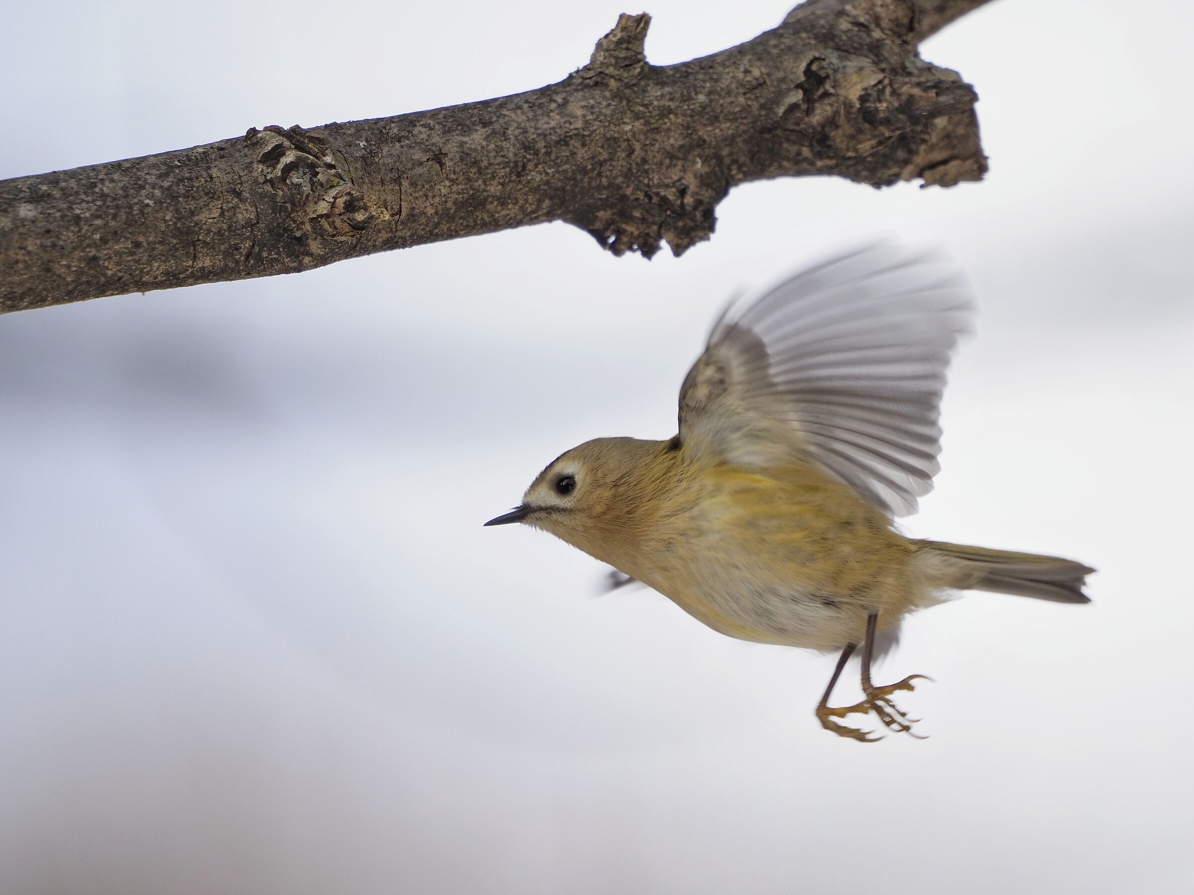 Ruler in flight