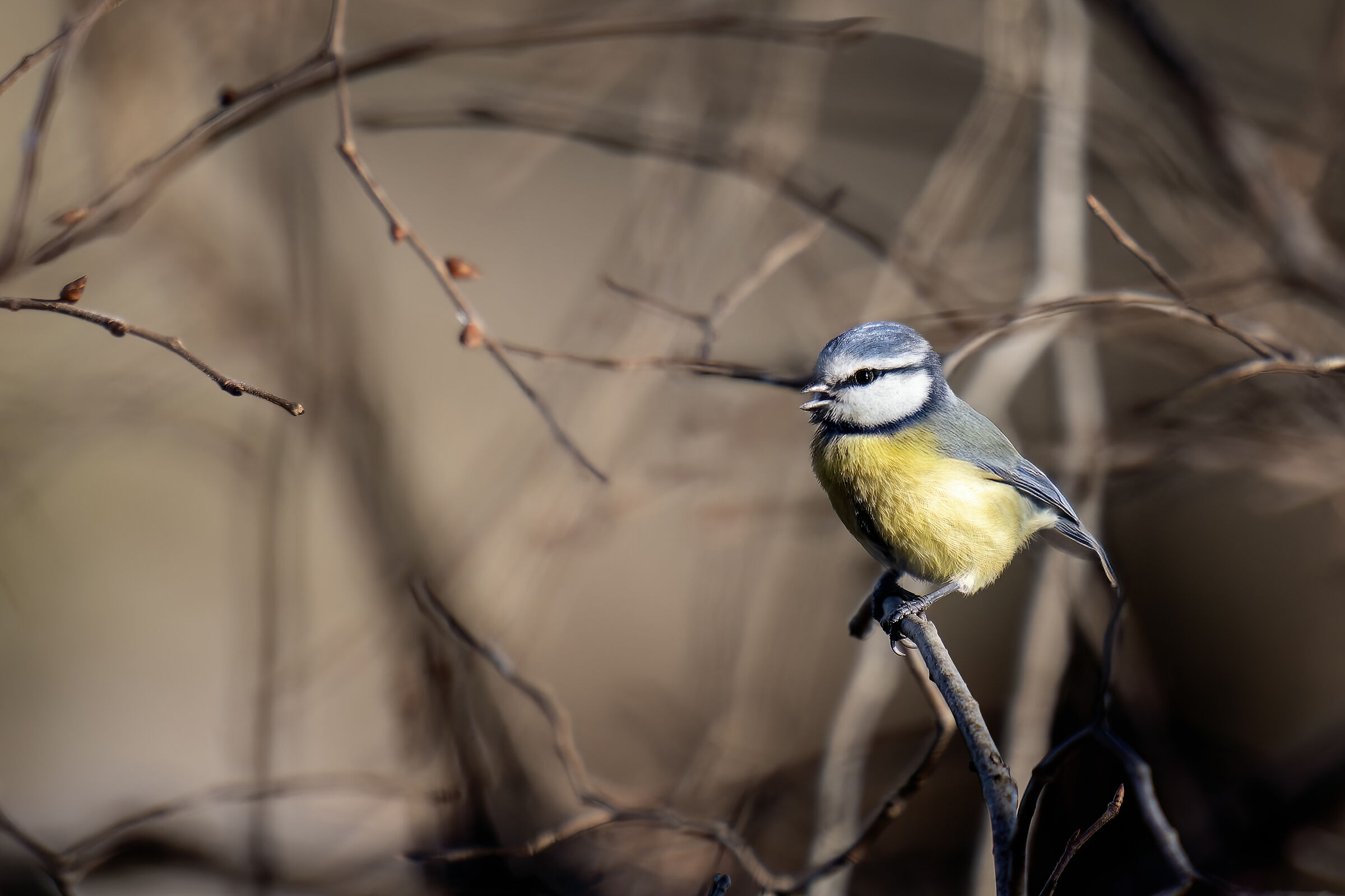 The usual little girl