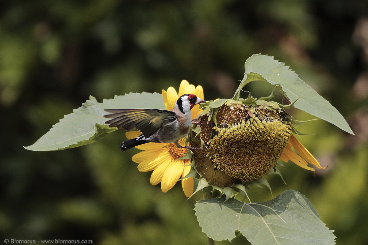 Goldfinch greedy ...