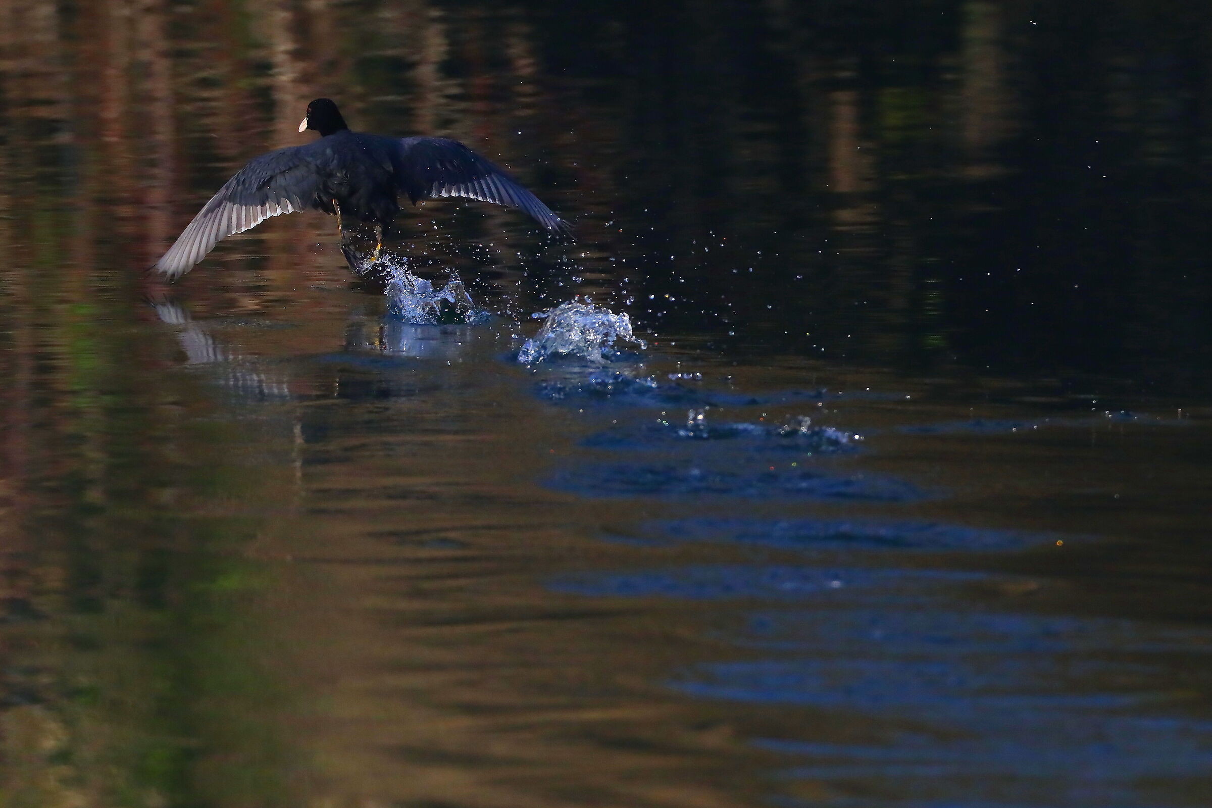 Coot 1