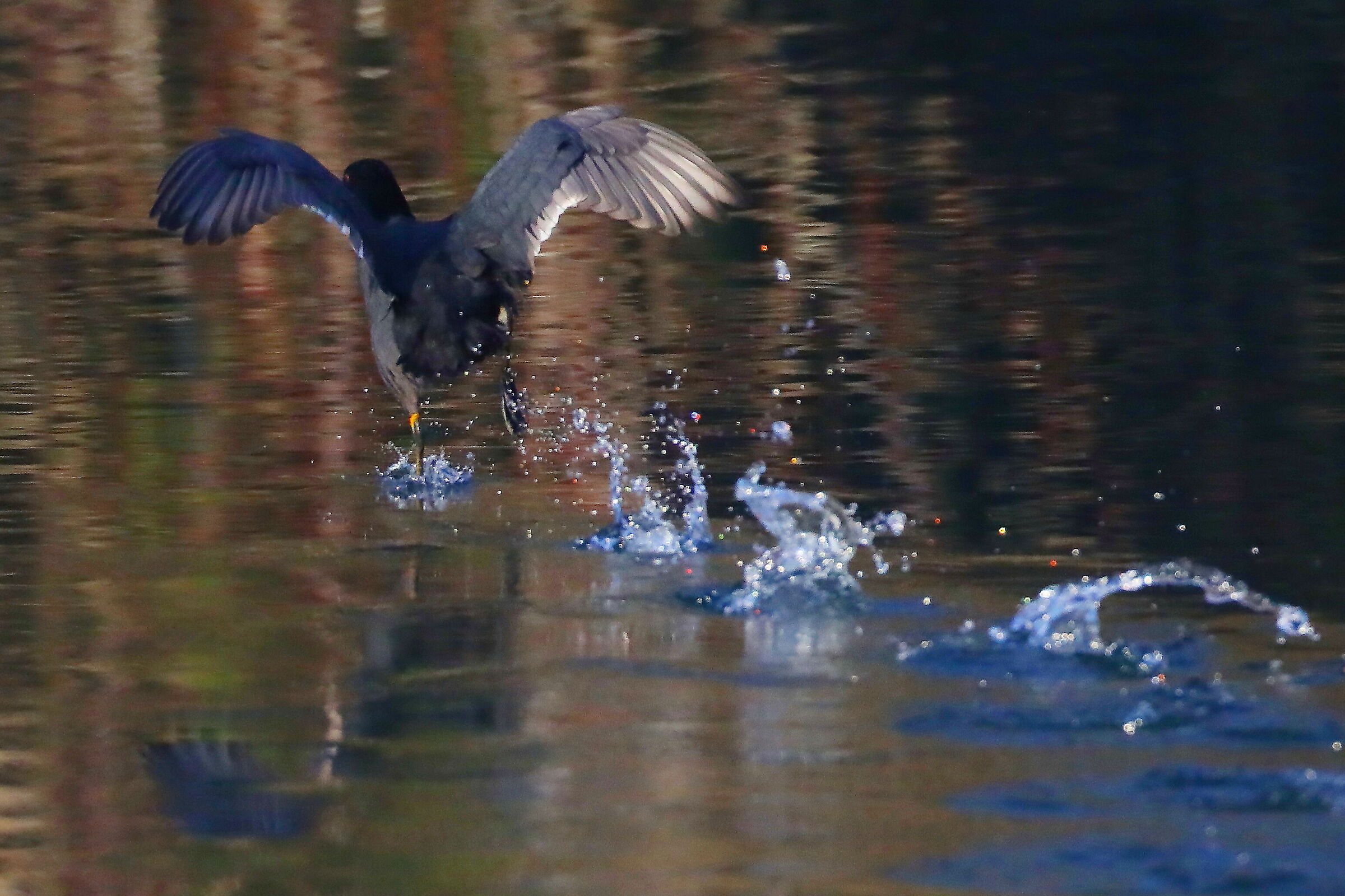 coot2