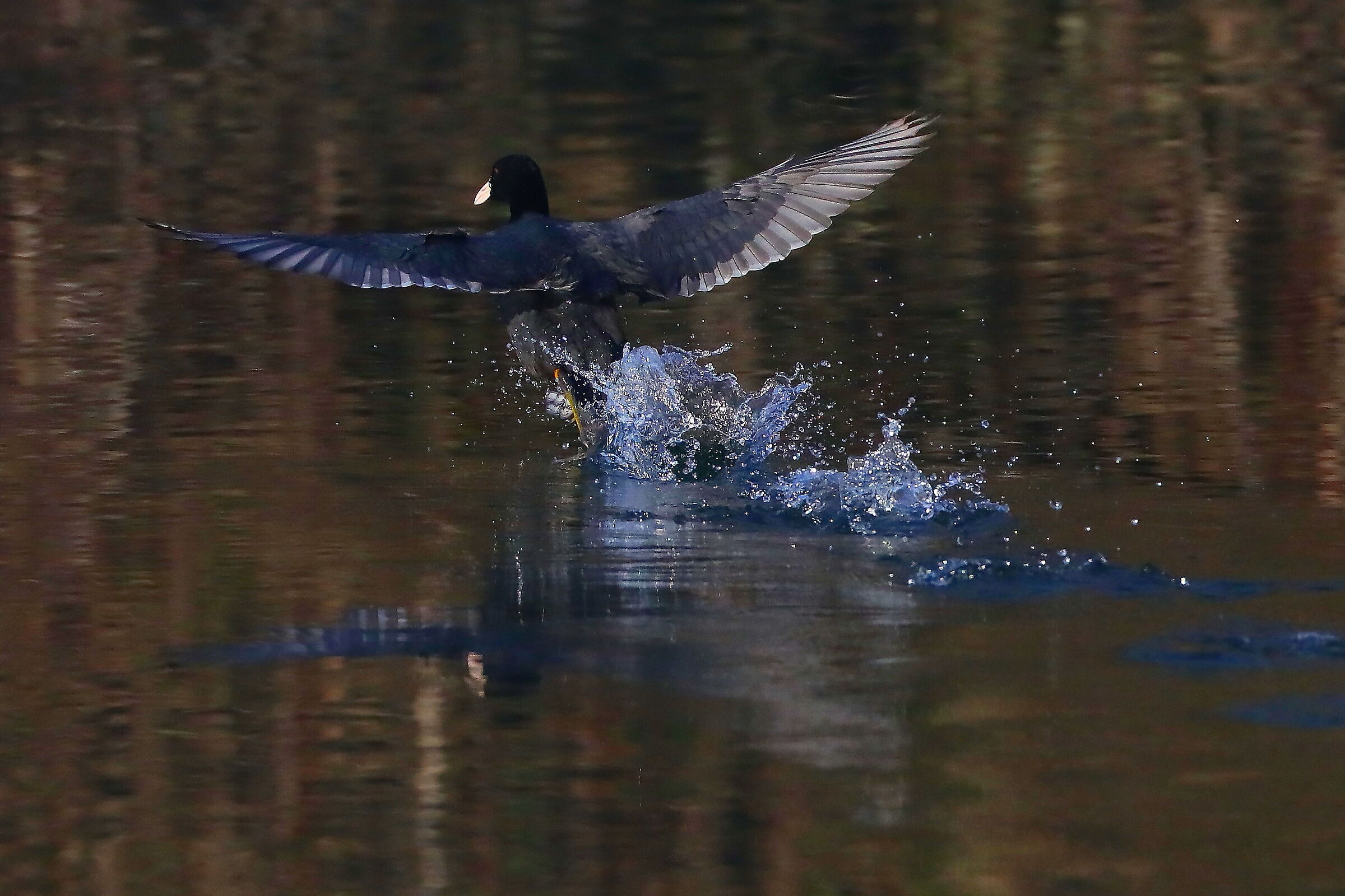 coot3