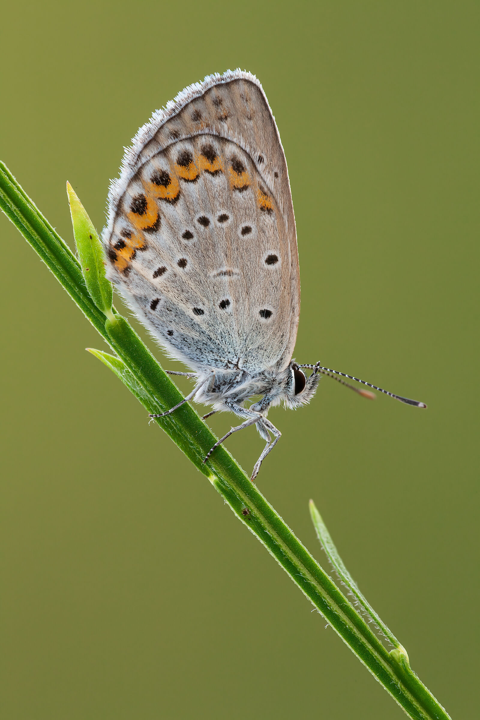 Polyommatus icarus