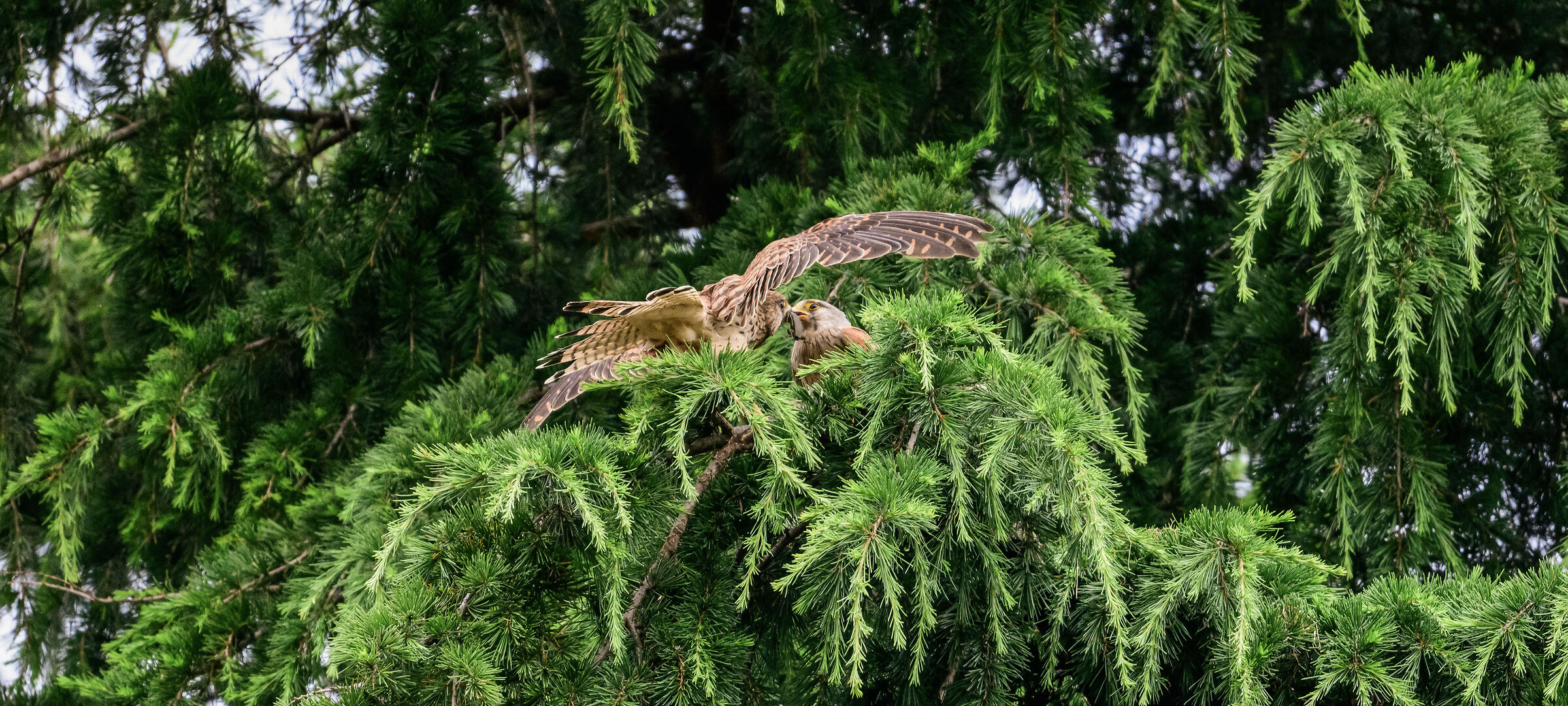 kestrels