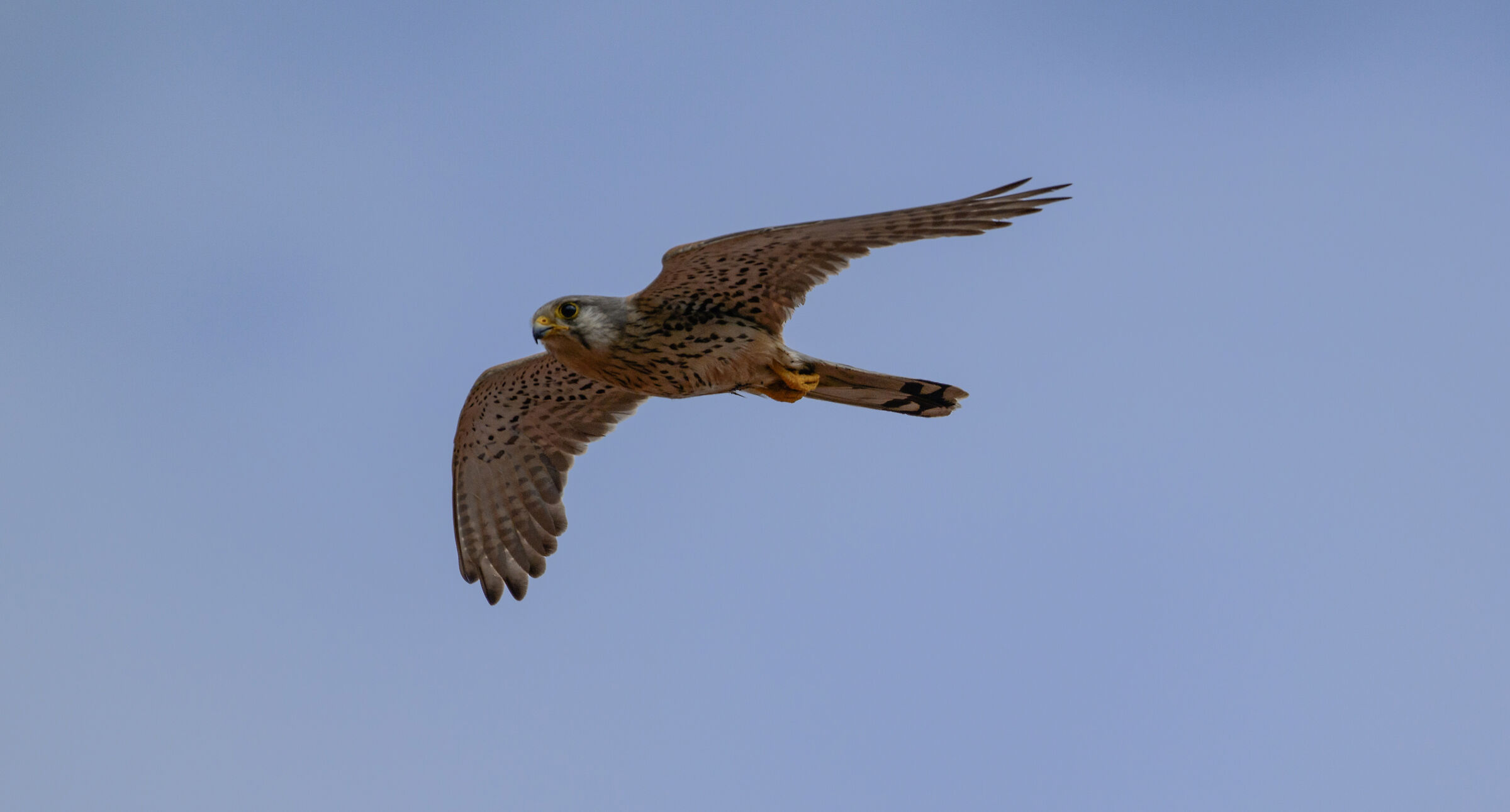 kestrel