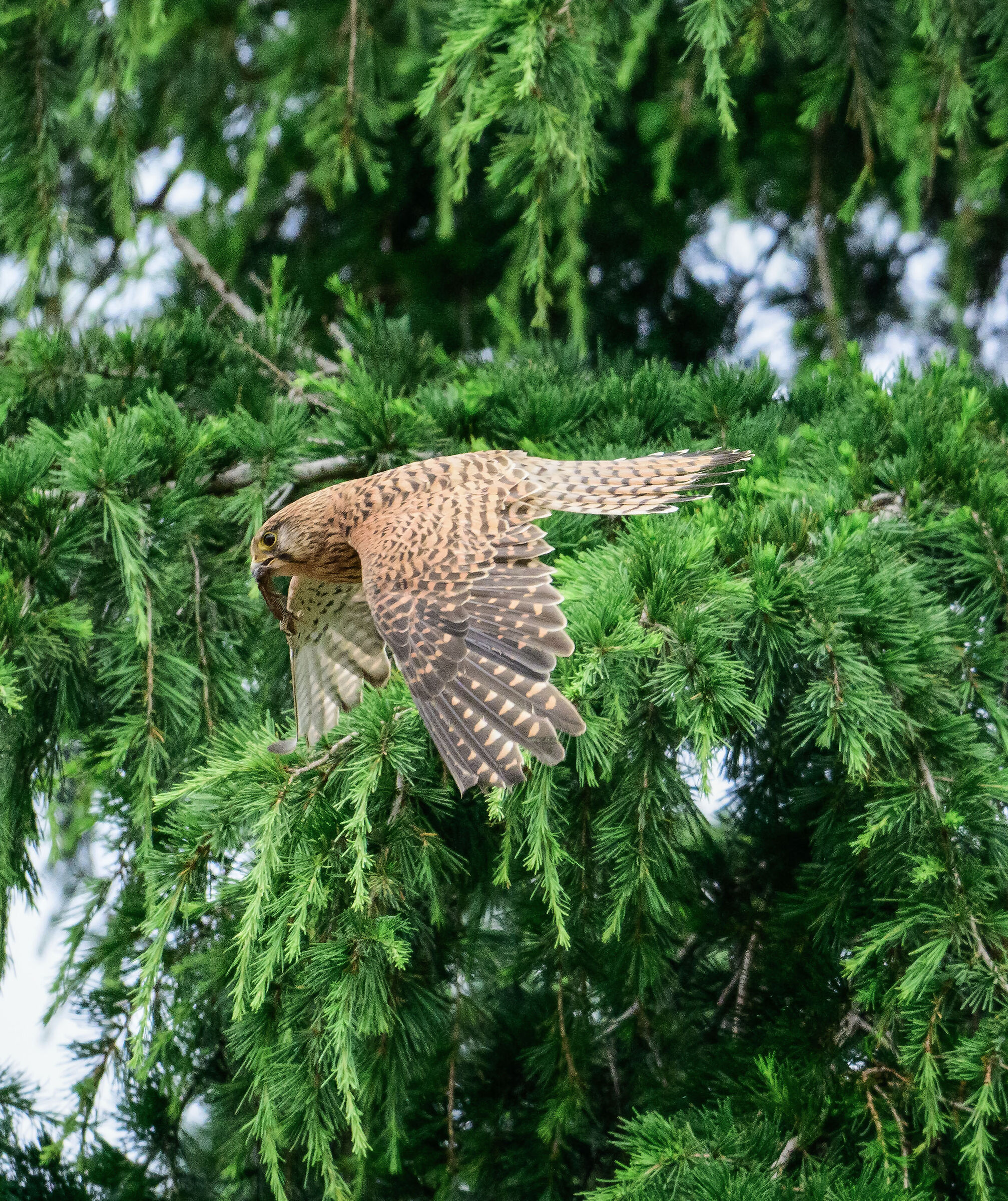 kestrel