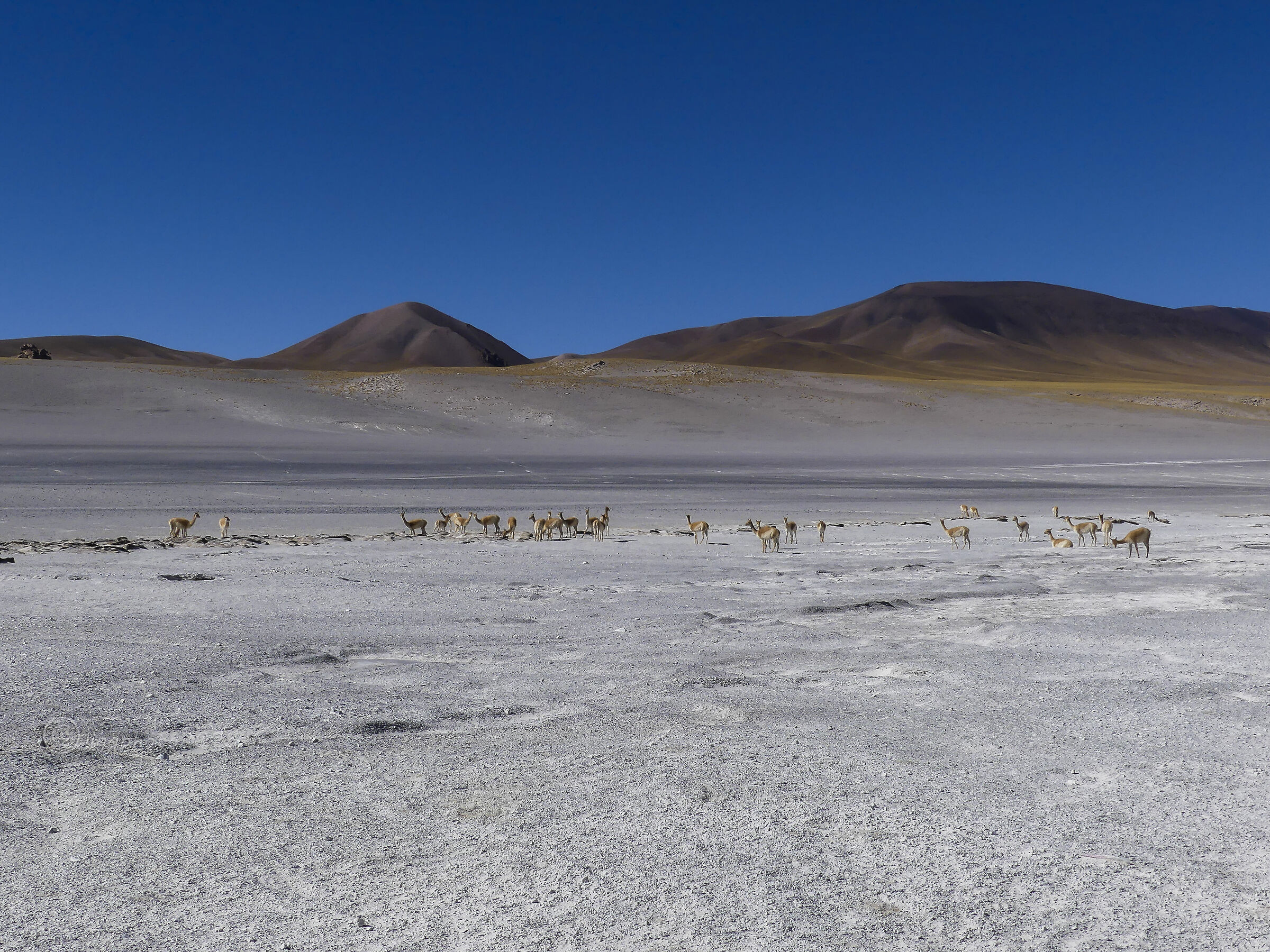 PUNA - Laguna Grande n. 3