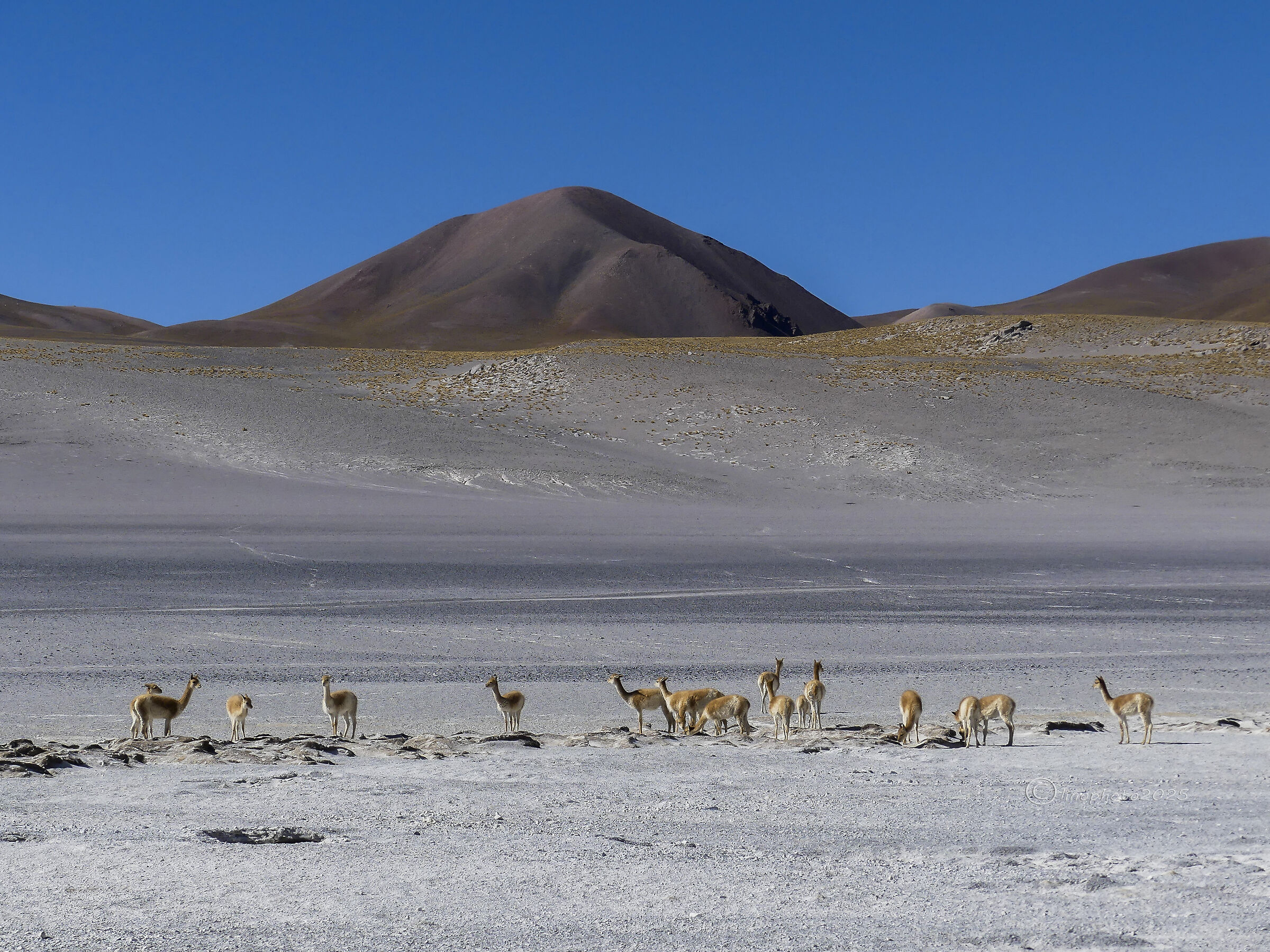 PUNA - Laguna Grande n. 4