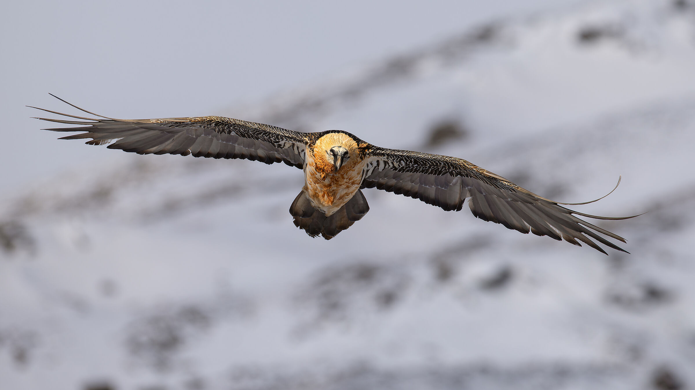 Bearded Vulture