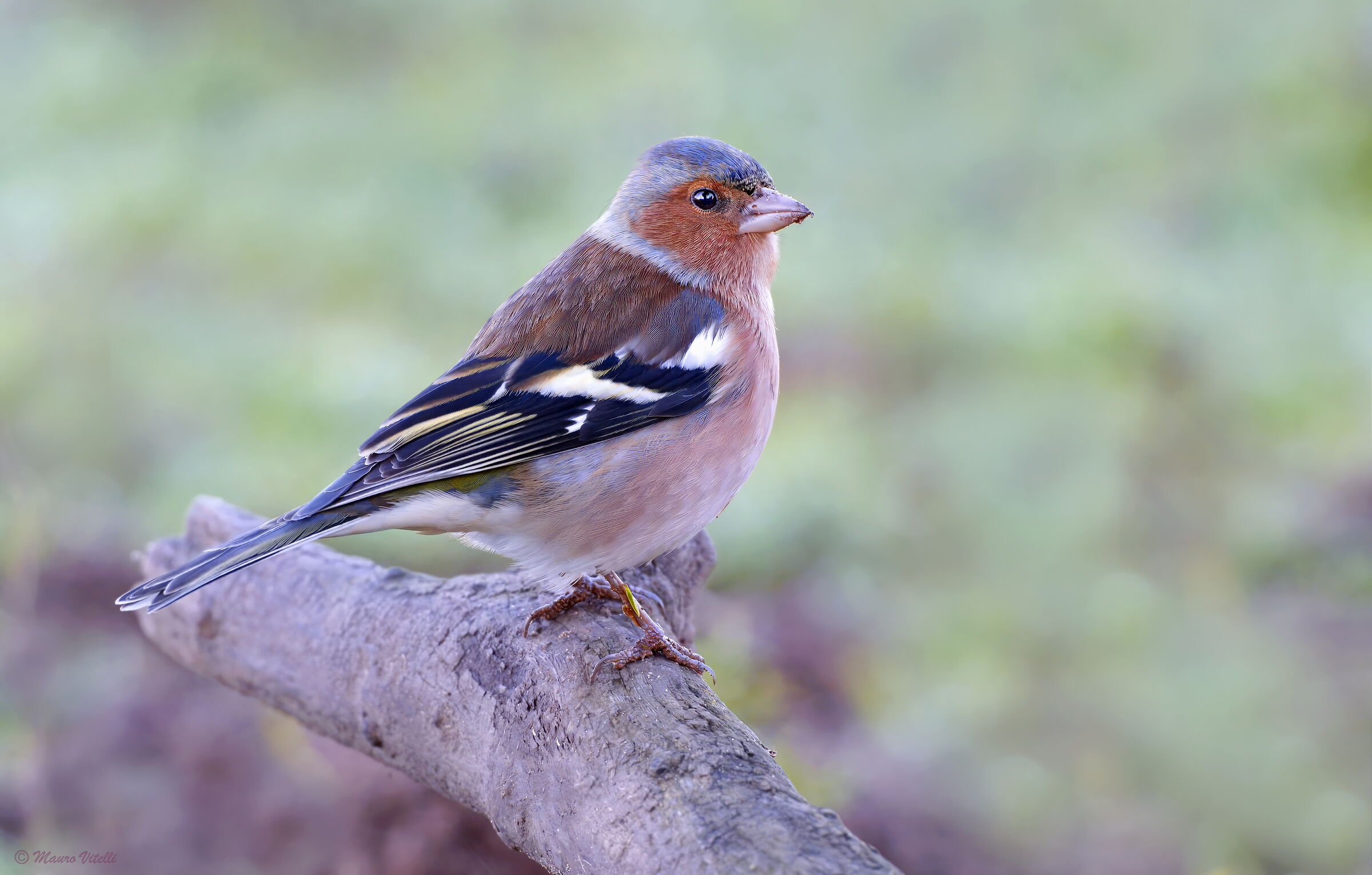 Chaffinch (Fringilla coelebs)