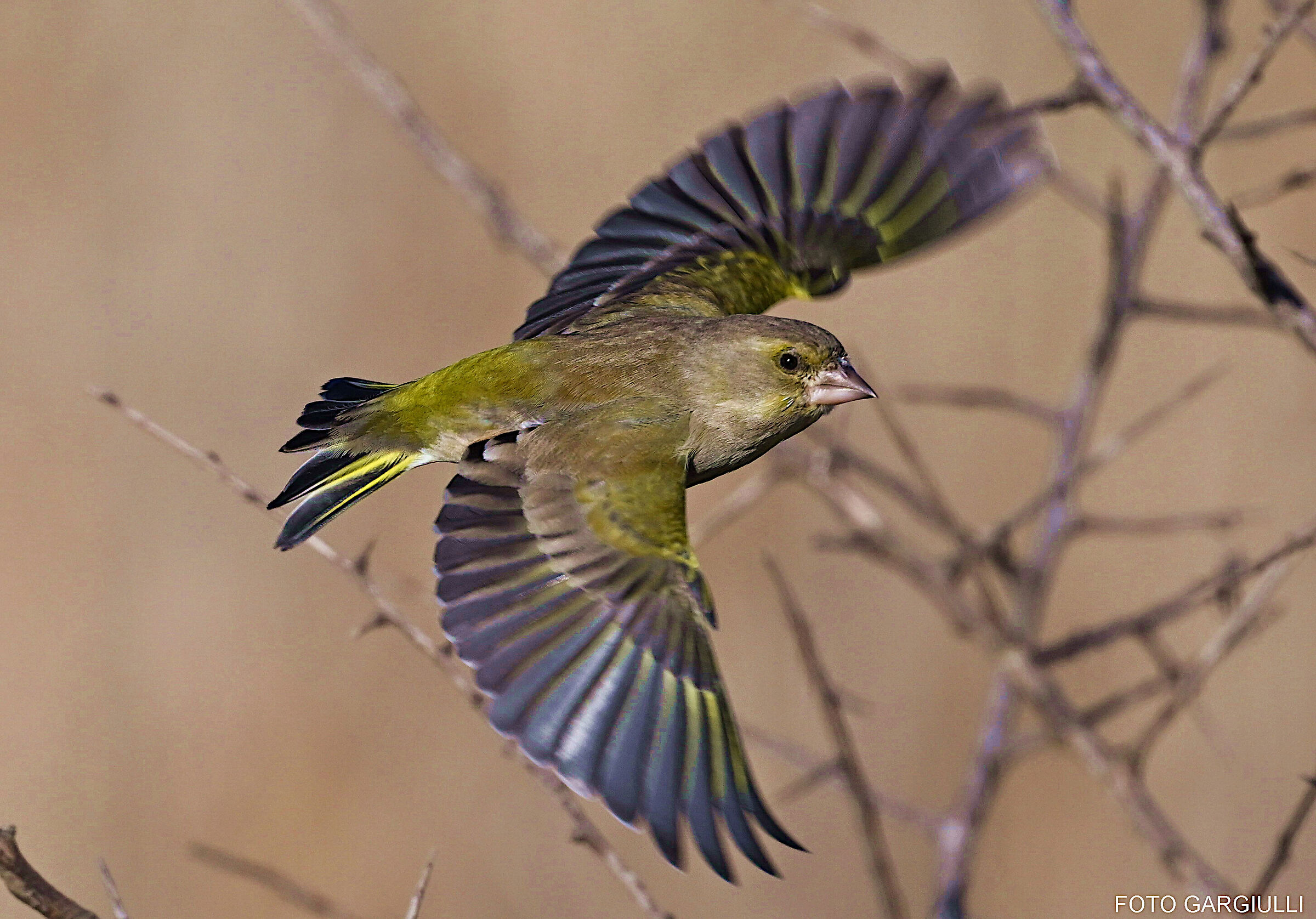 Greenfinch female in flight
