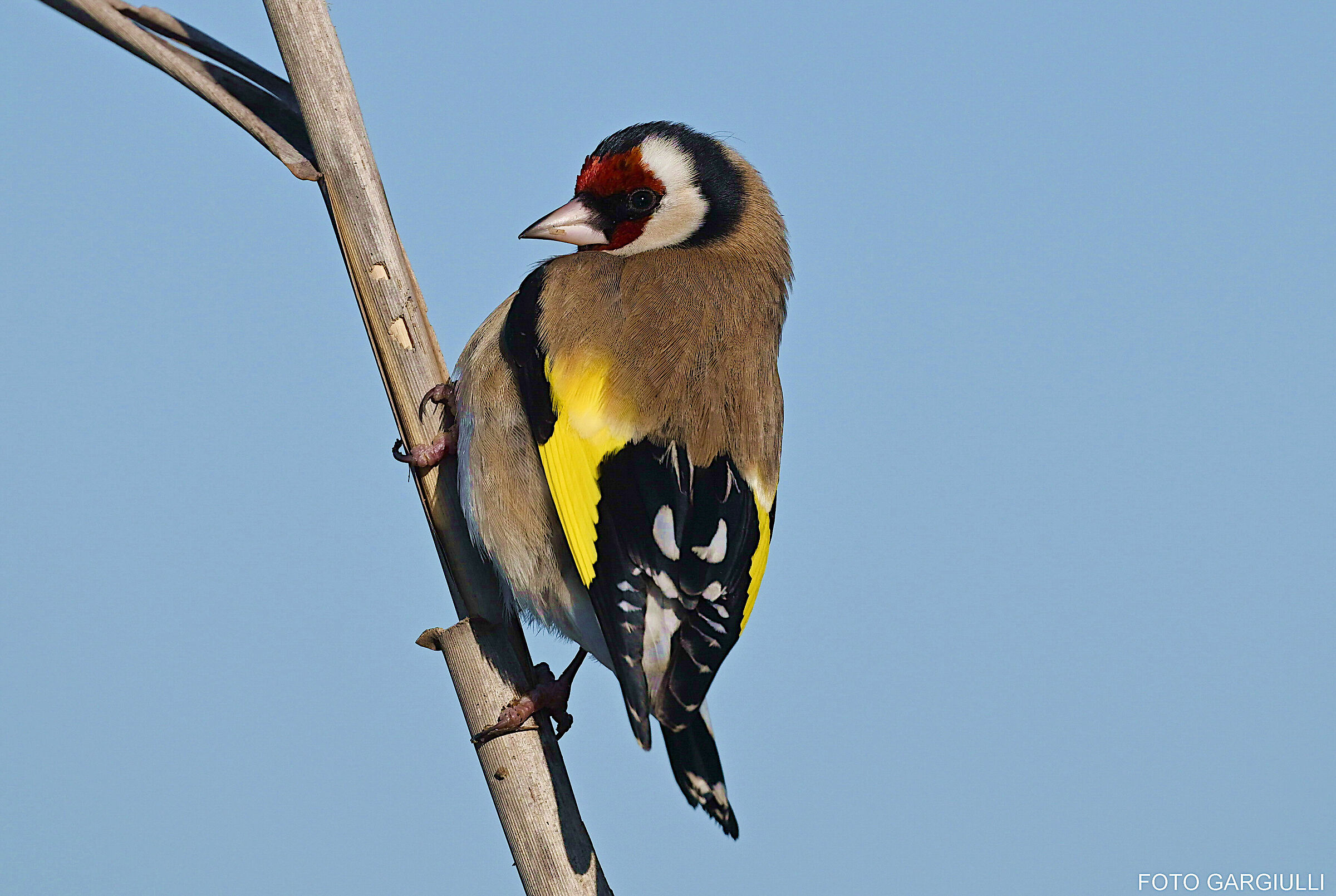 Goldfinch