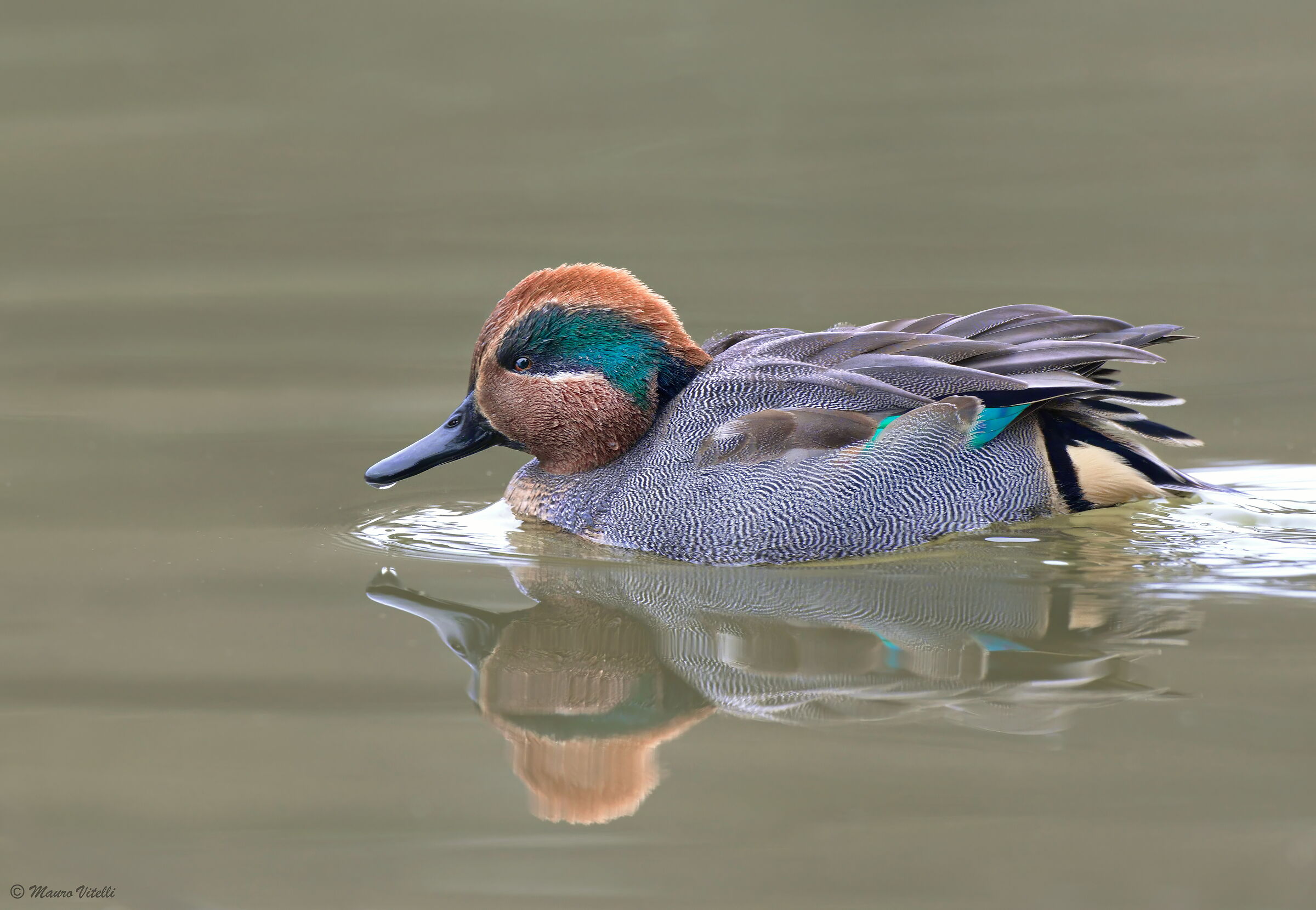 Teal (Anas crecca)