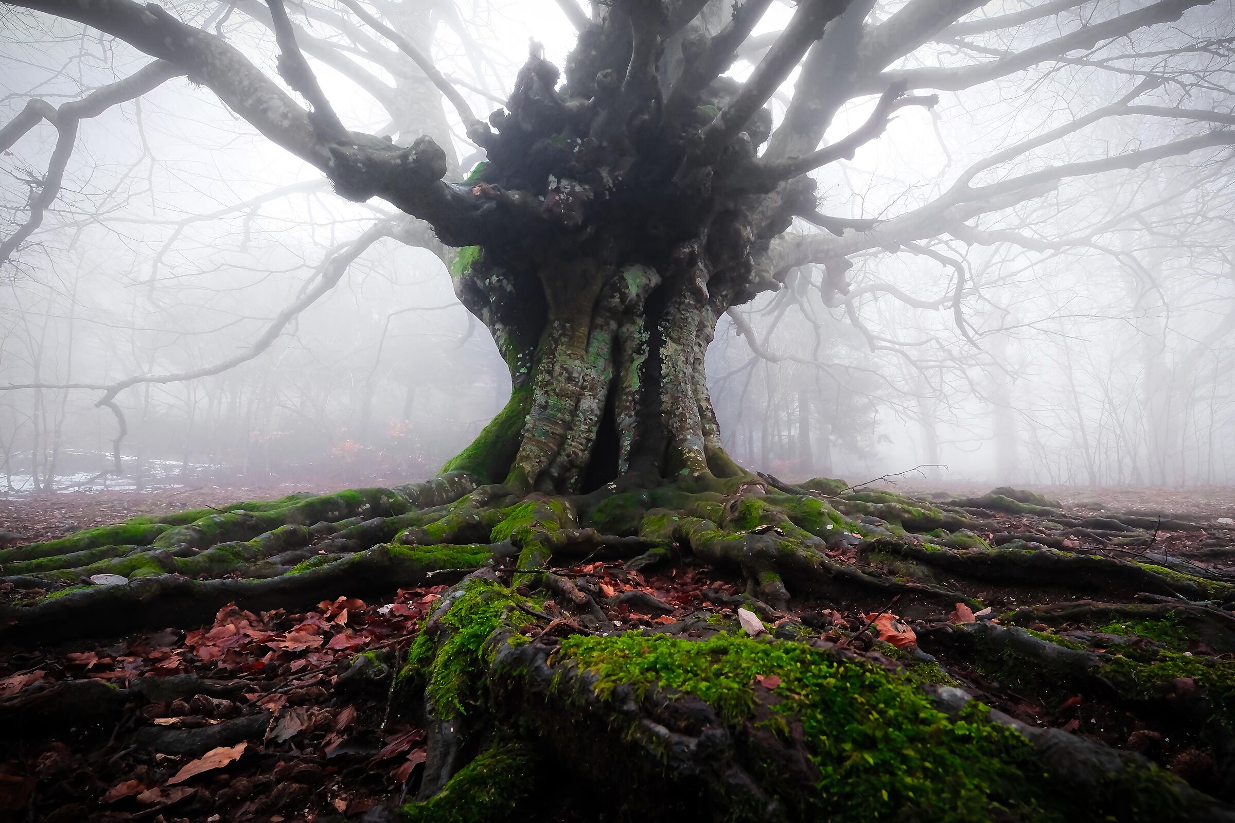 Se questo albero potesse parlare...