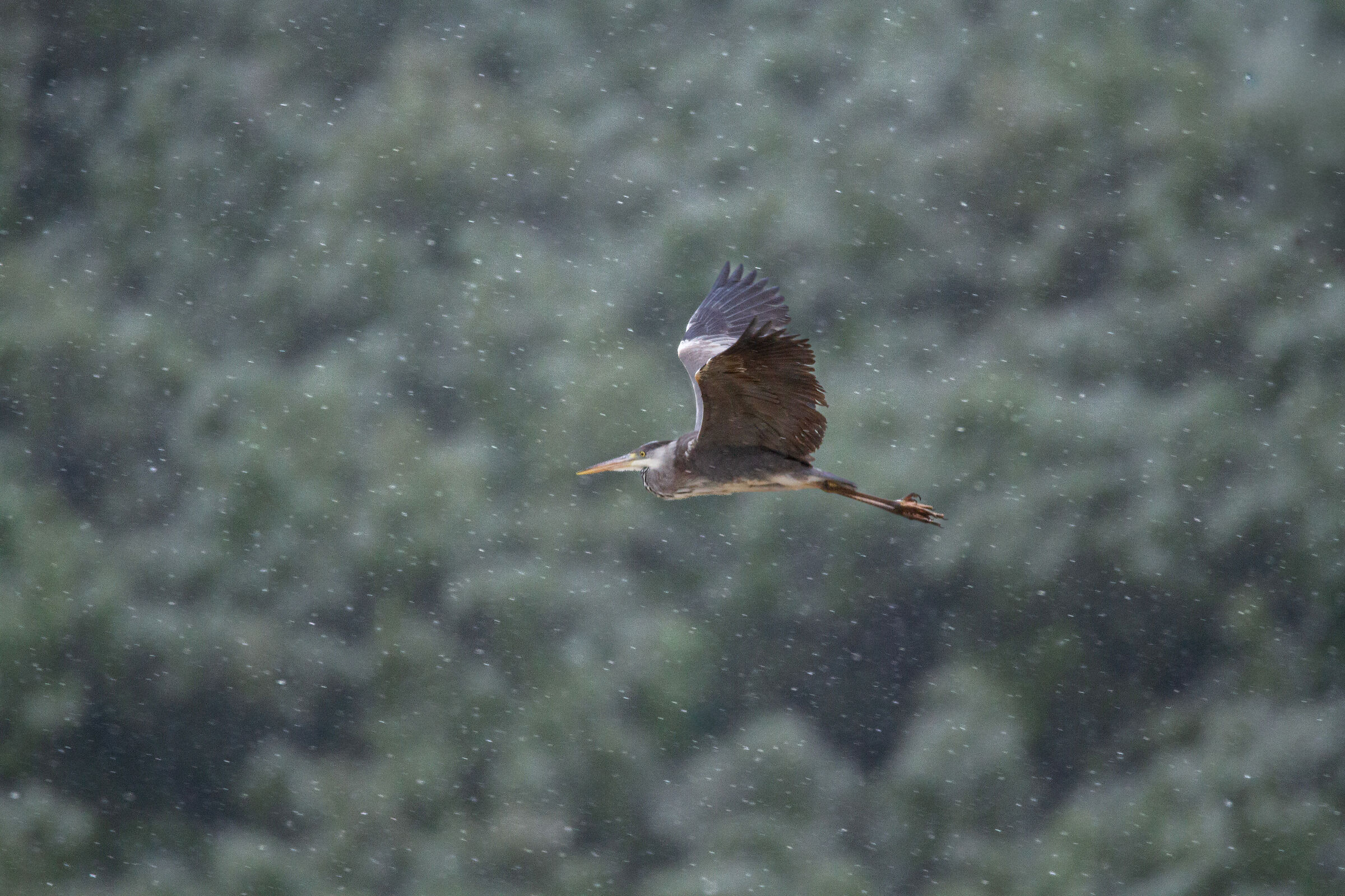 Airone sotto la neve