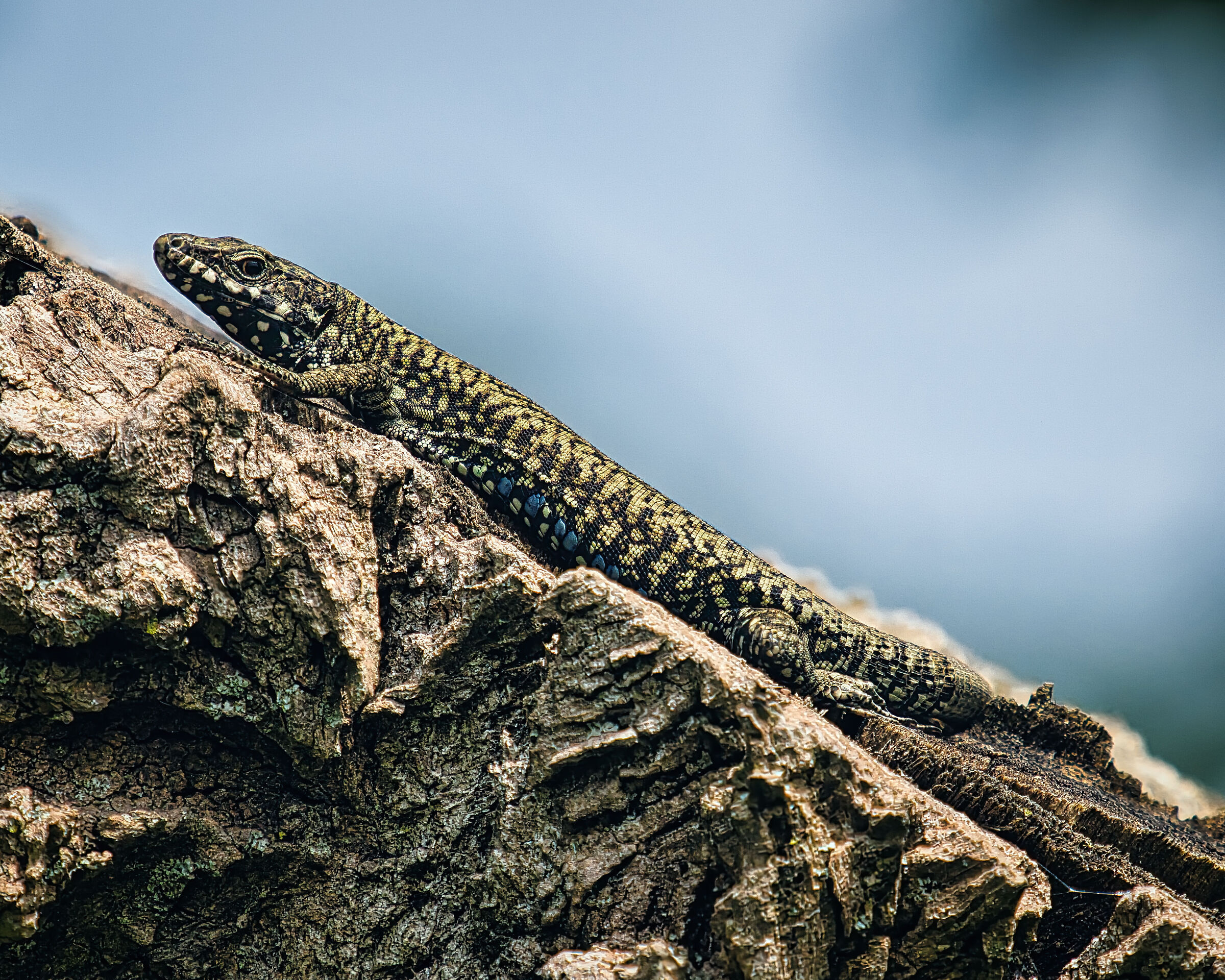 Wall lizard