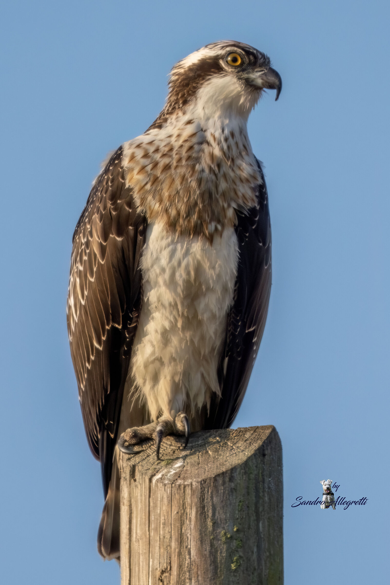 Il falco pescatore (Pandion haliaetus)