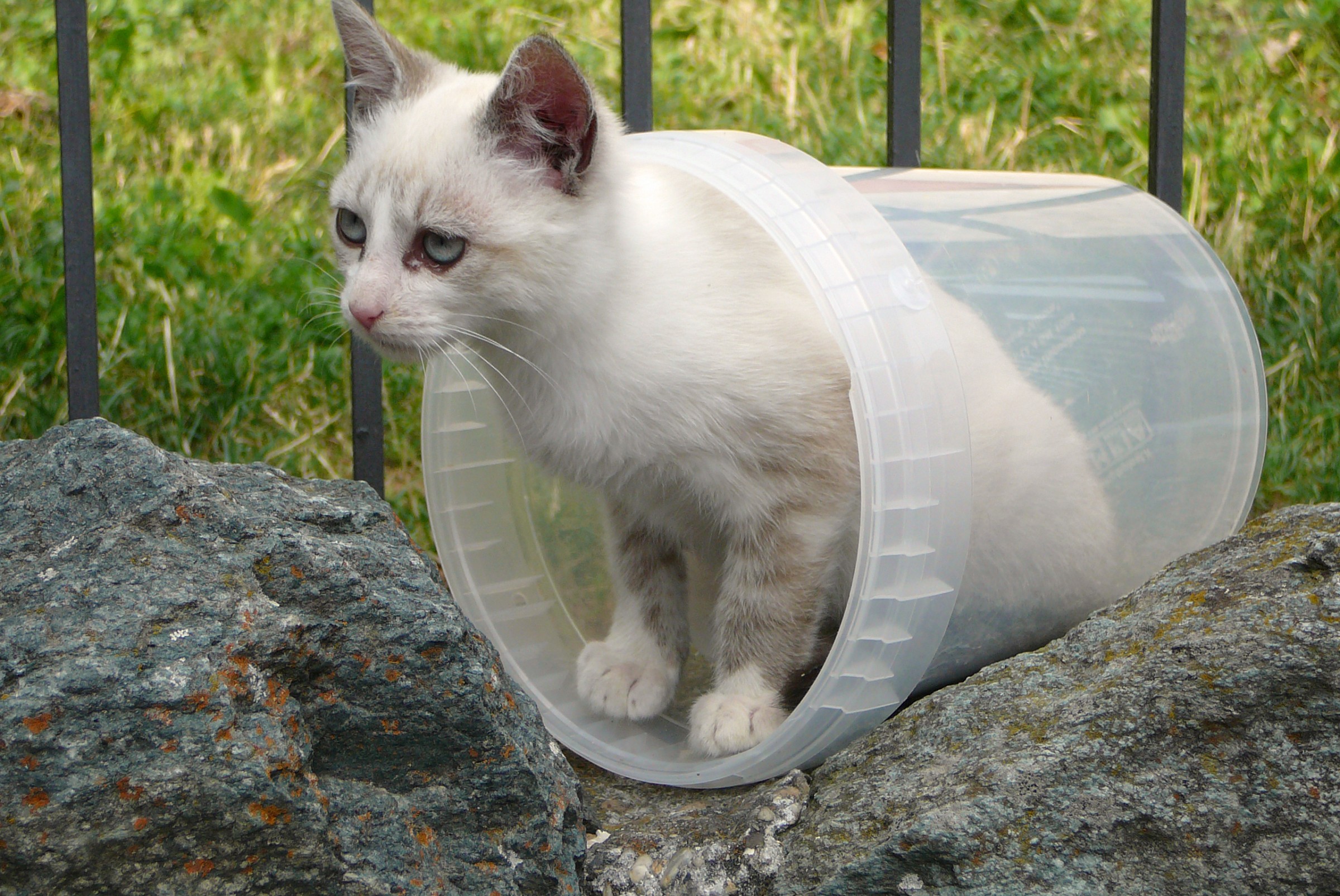 ...il secchiello è mio