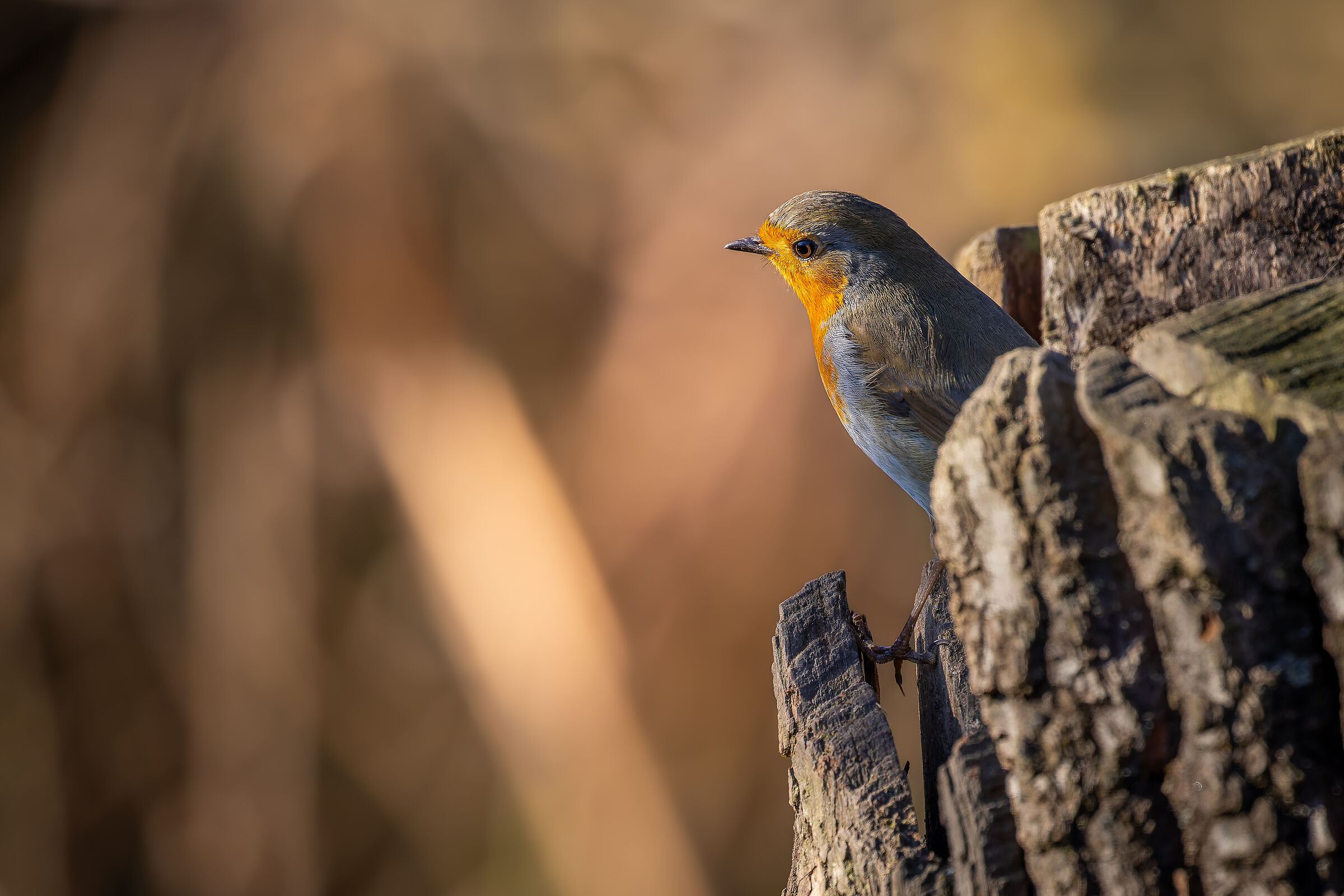 Robin