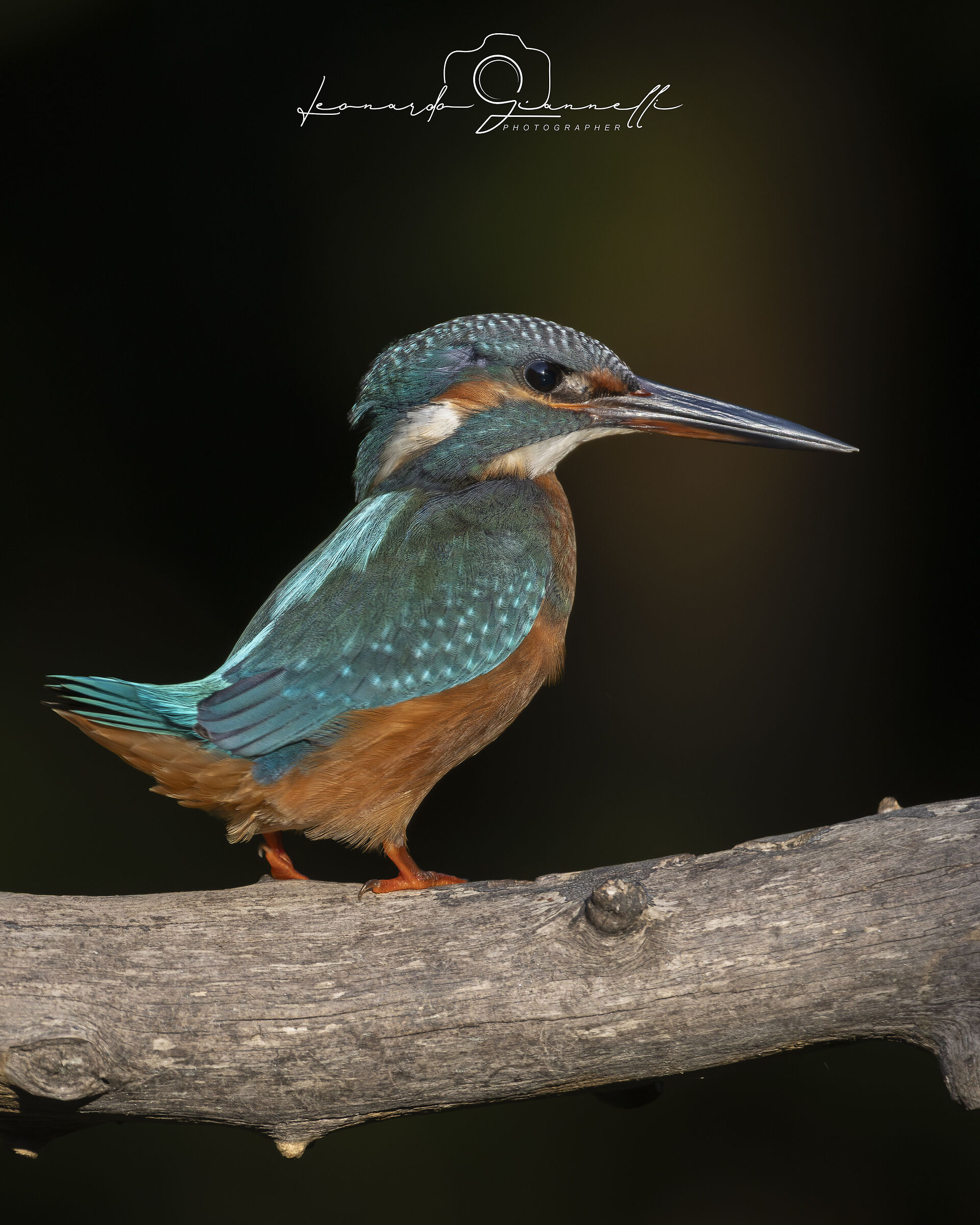Kingfisher (Alcedo atthis)